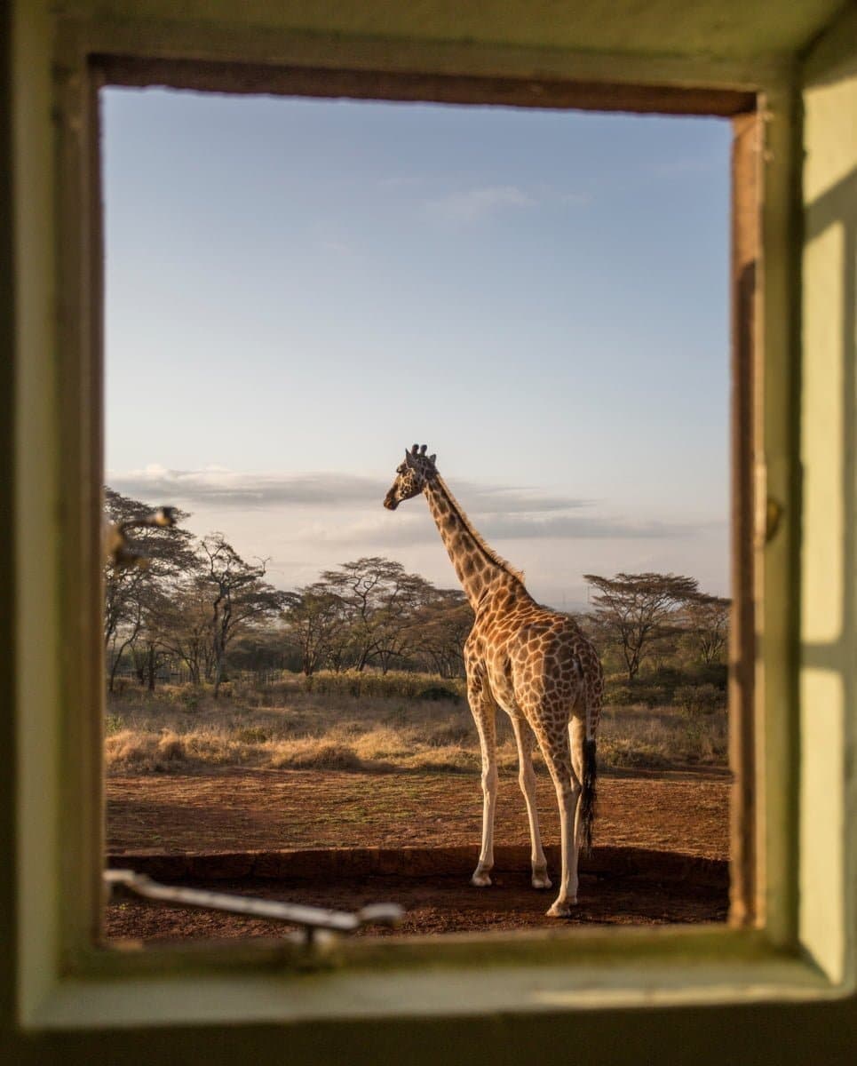 @Giraffe Manor Kenya