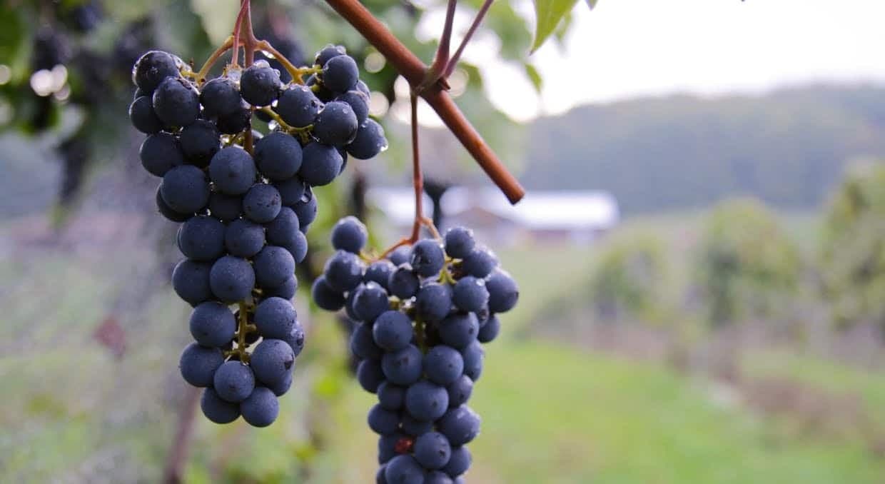 Bağbozumu 2021: Üzümü Ye, Çeşidini Tanı!