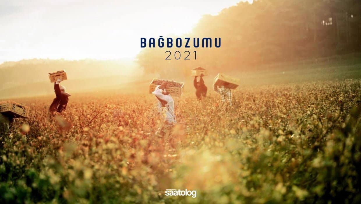 Bağbozumu 2021: Mucize, Üzümün Renk Değiştirmesiyle Başlar…