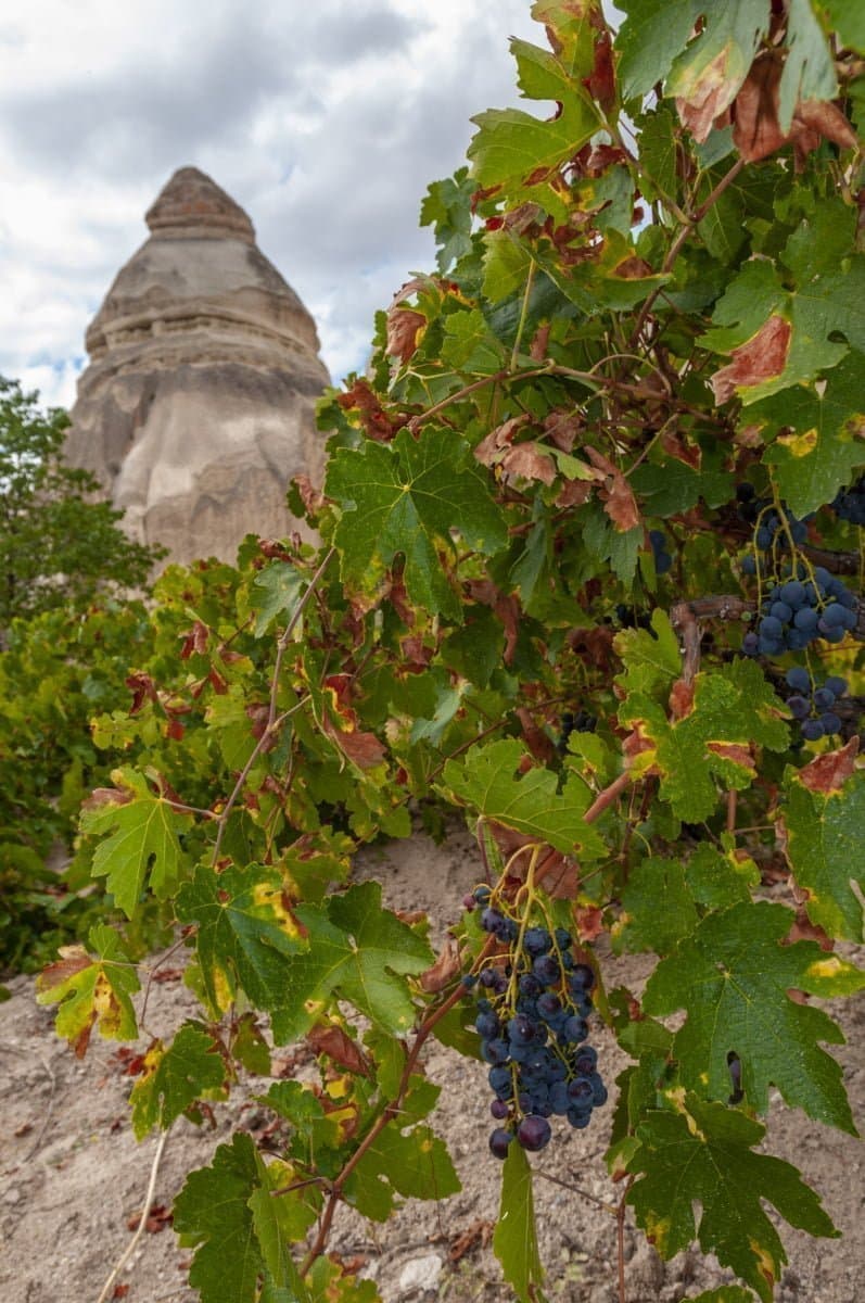 Bağbozumu 2021: En İyi 6 Rota ve Festival Takvimi