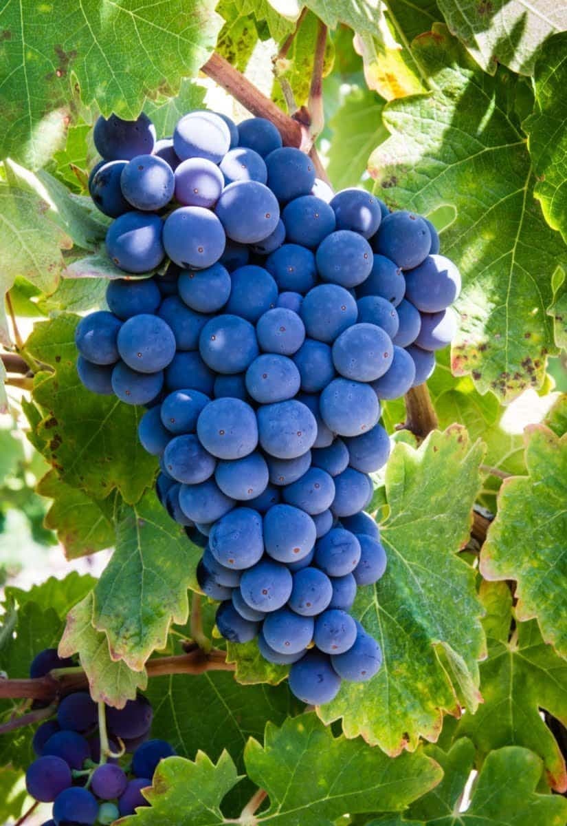 iStock 178708883zinfandel