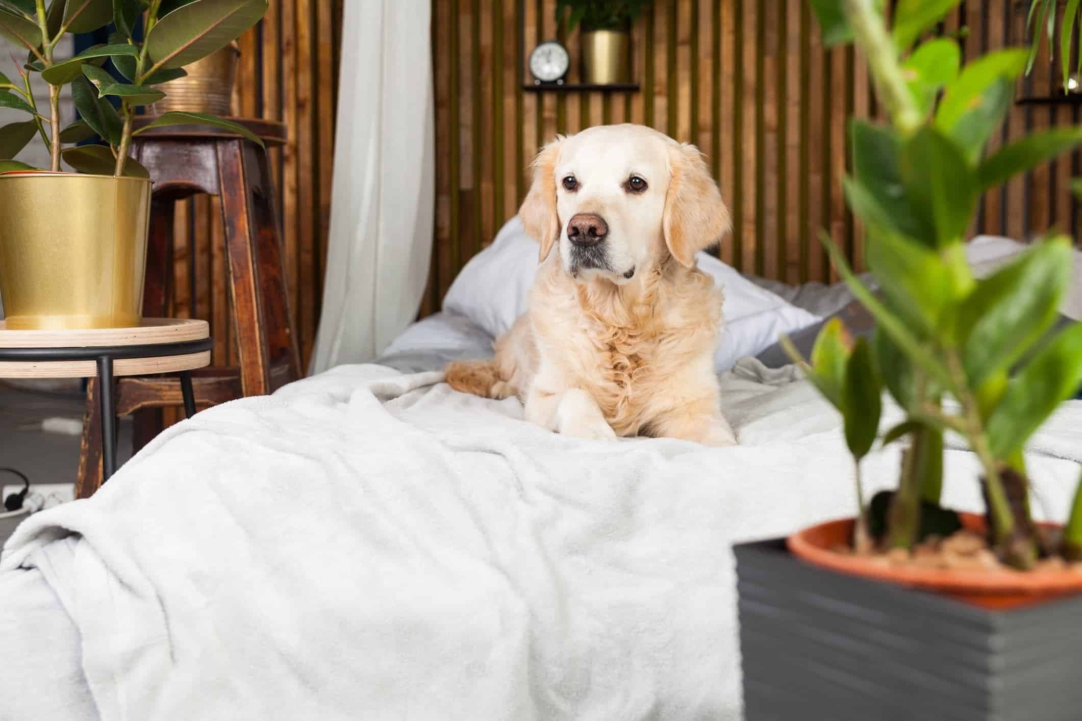 Dünyadan Evcil Hayvan Dostu Oteller