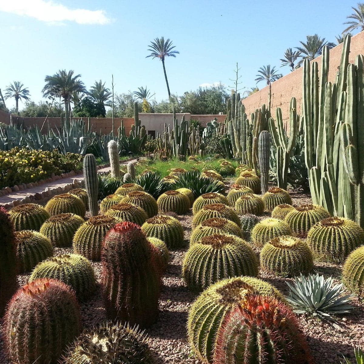 musee de la palmeraie