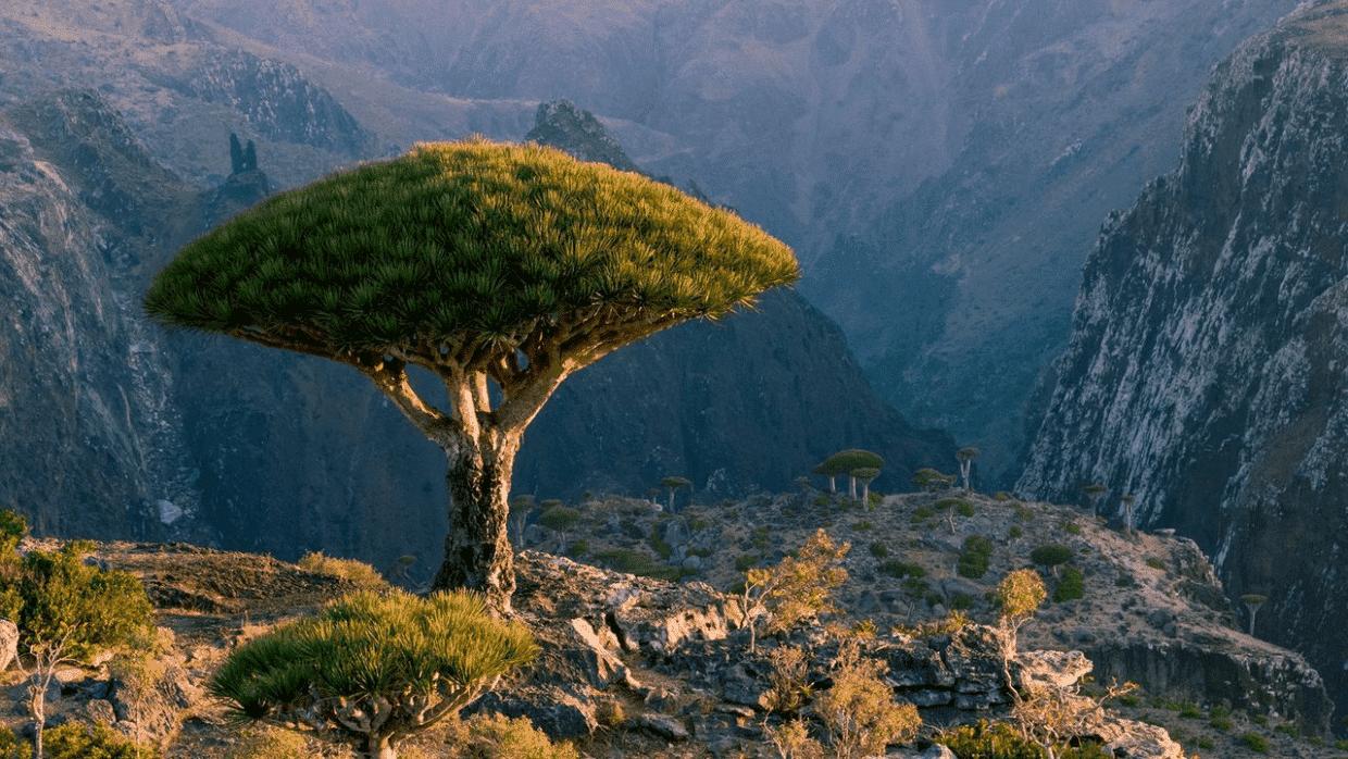 Unesco Dünya Mirası