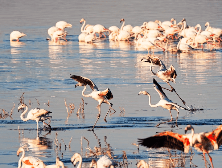 Unesco Dünya Mirası