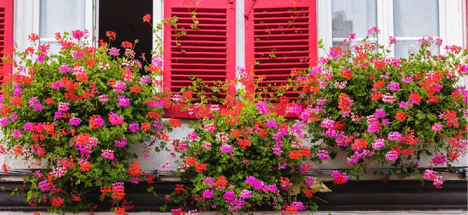 Balkonunuz İçin En İyi Saksı Çiçekleri