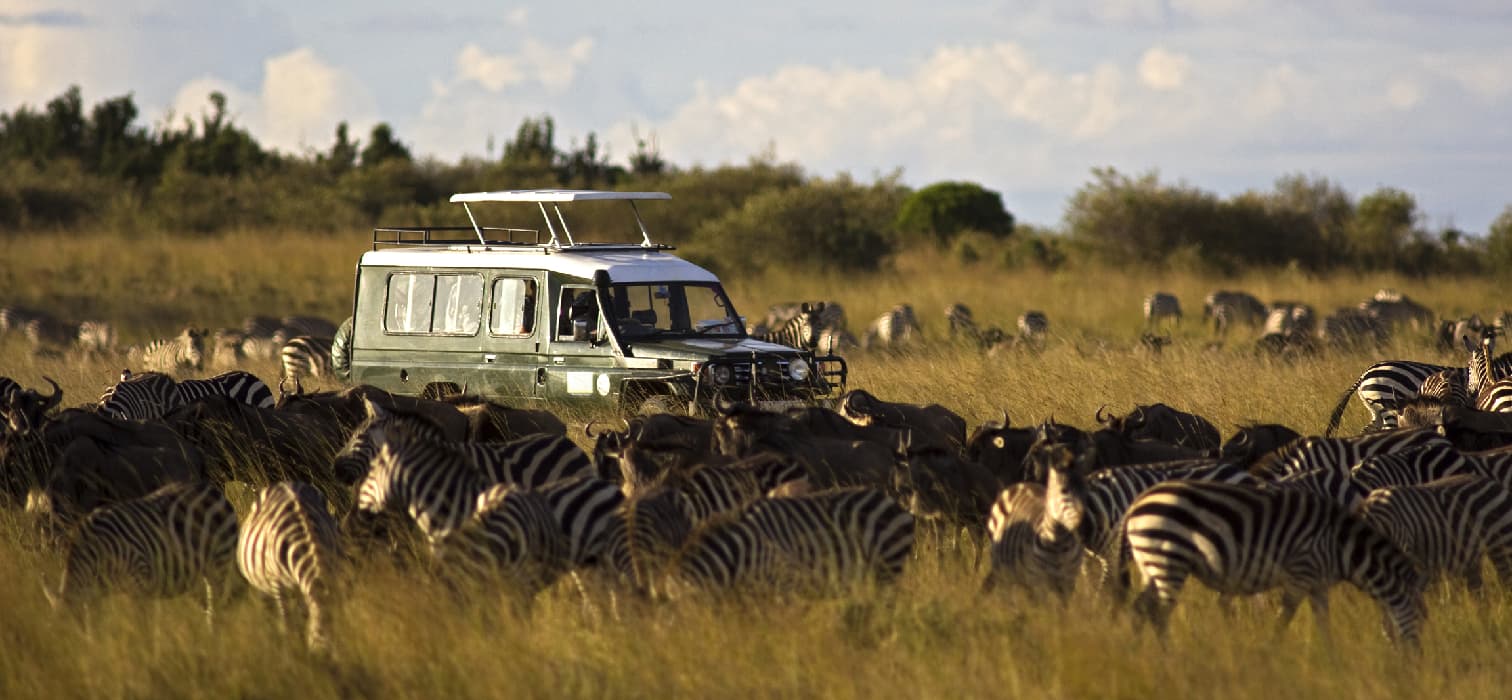 Afrika’da Büyük Antilop Göçü Zamanı