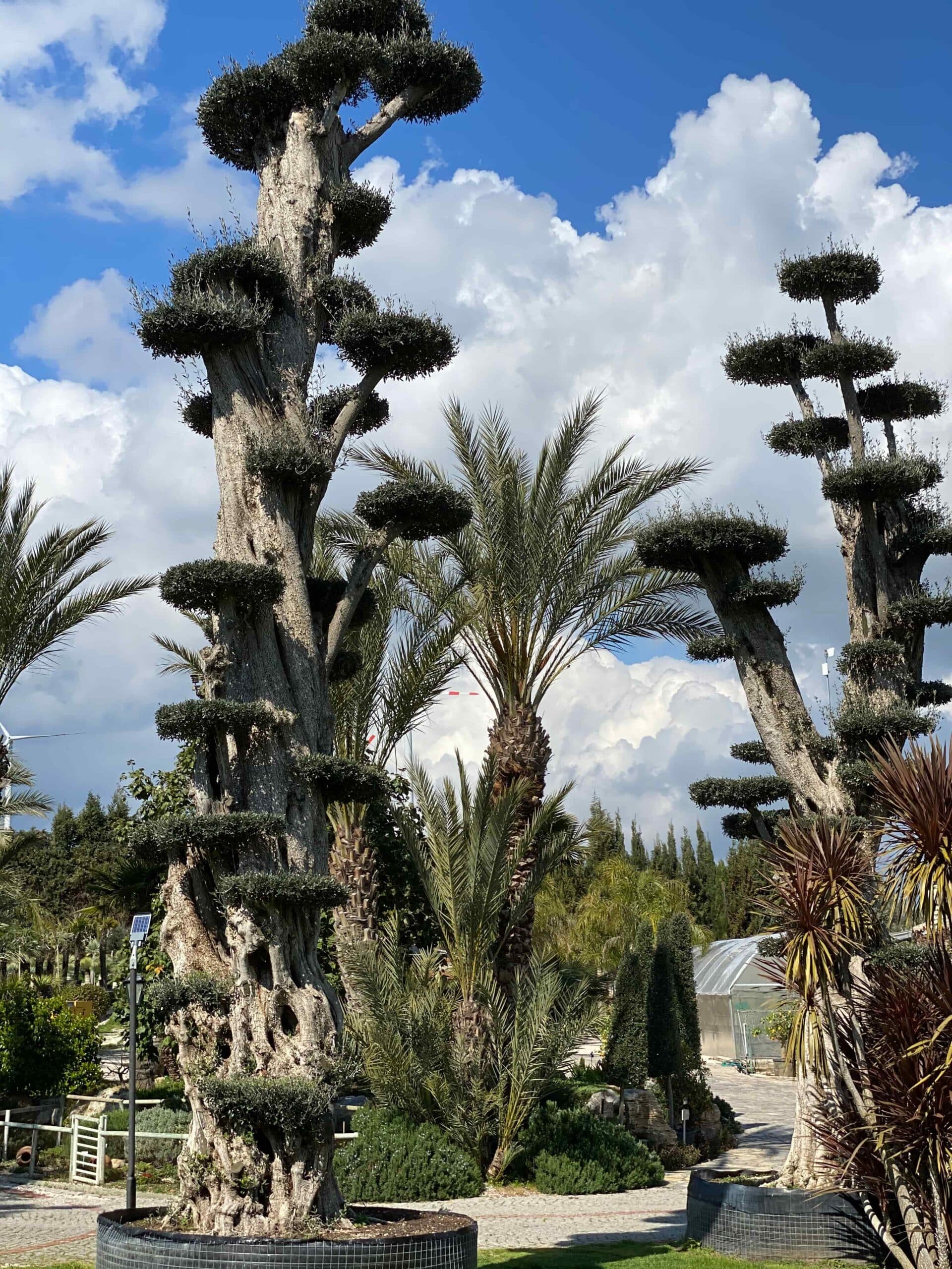 can ortabas olea bonsai 1