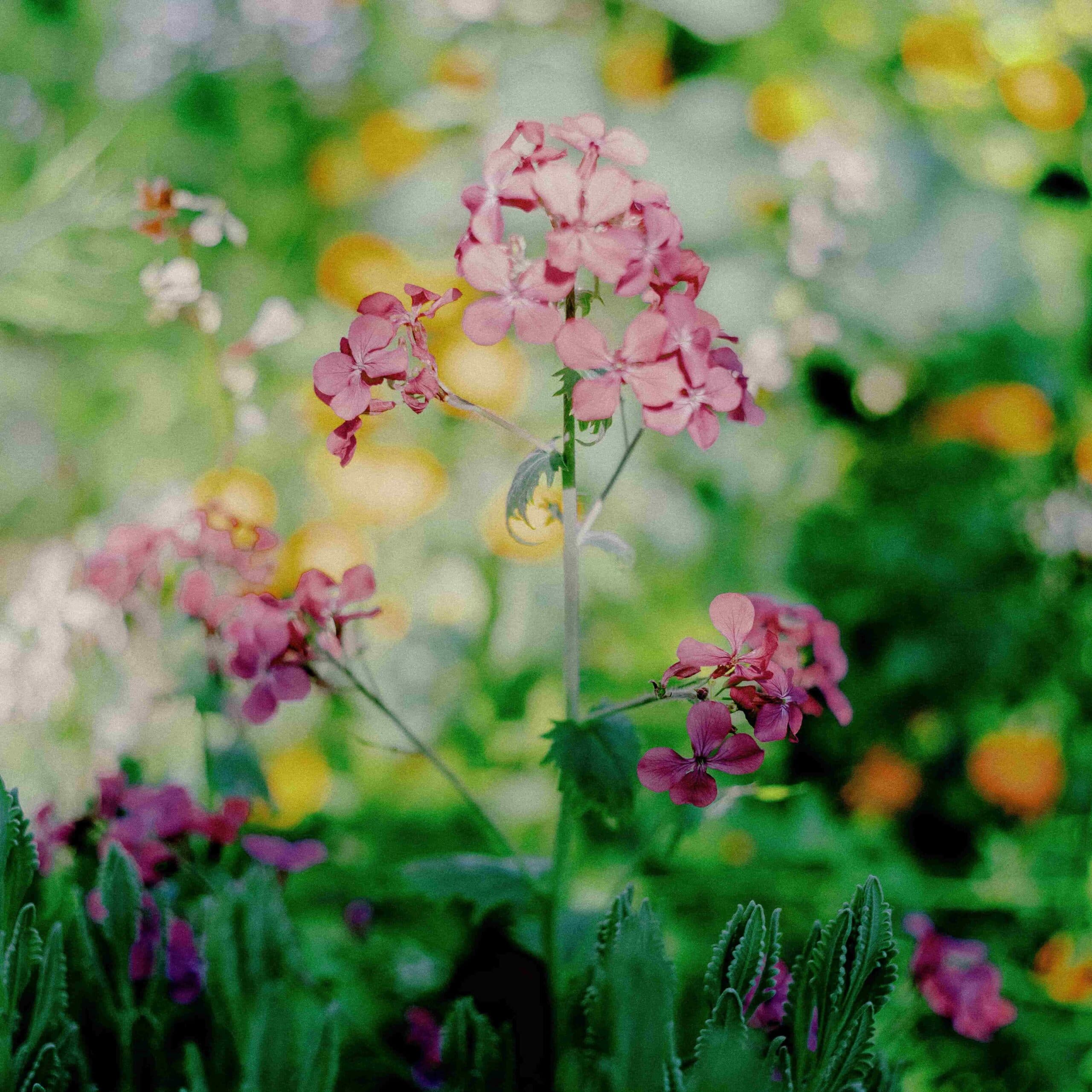 Bahçede Hayatlar: The Journey of Real Food from Seed to Table