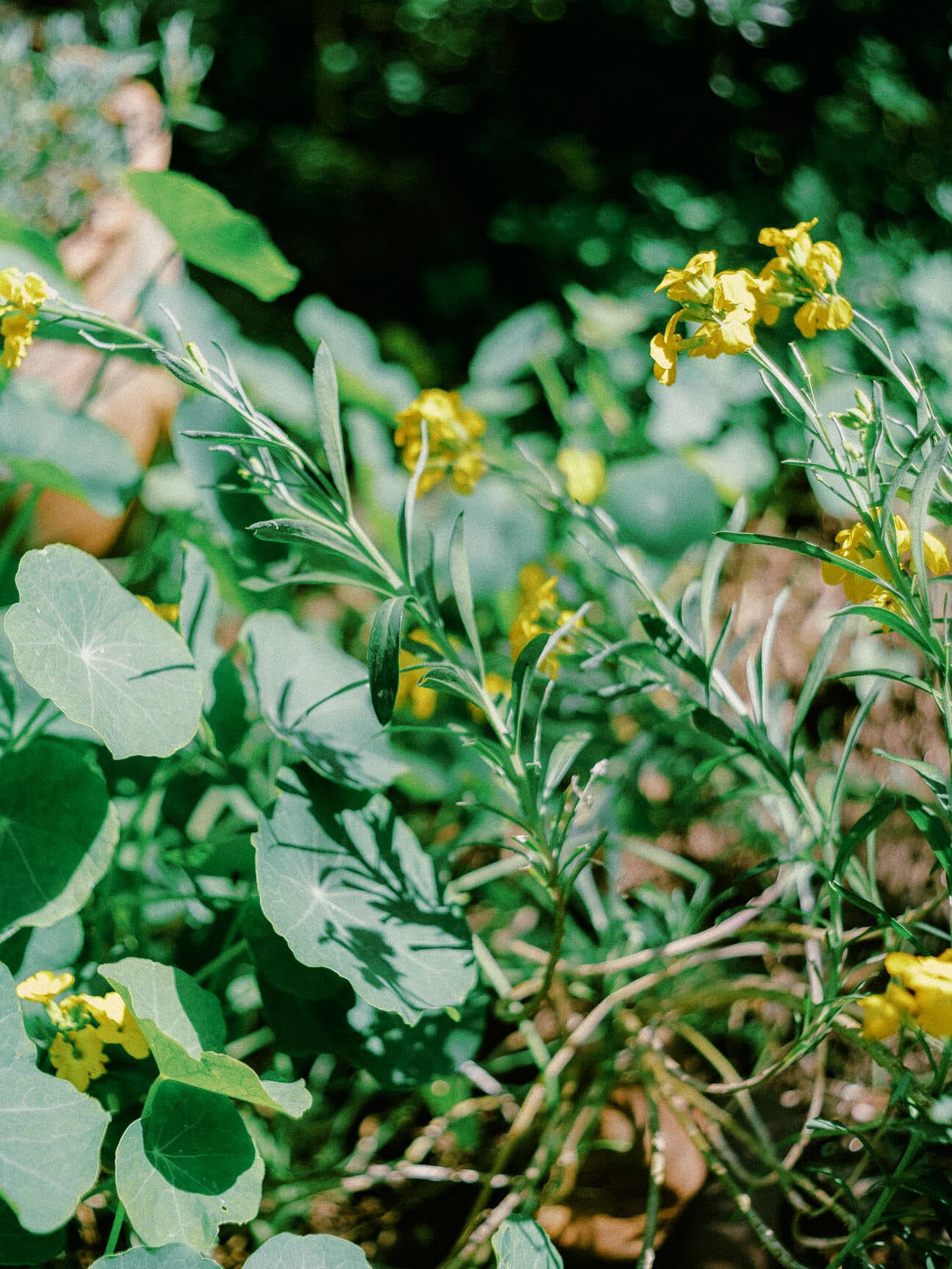 bahcede hayatlar 10 1 edited