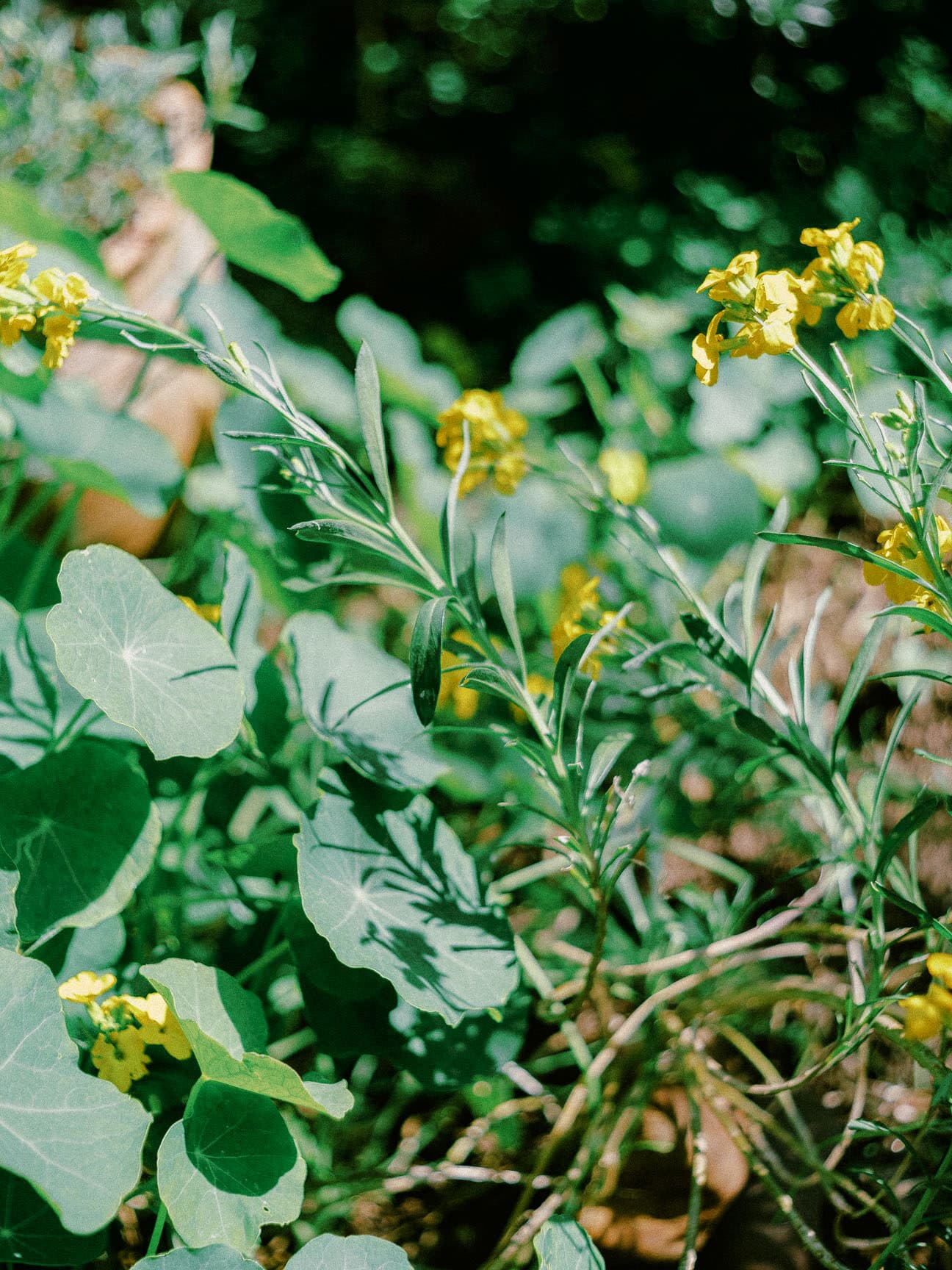 bahcede hayatlar 10 edited