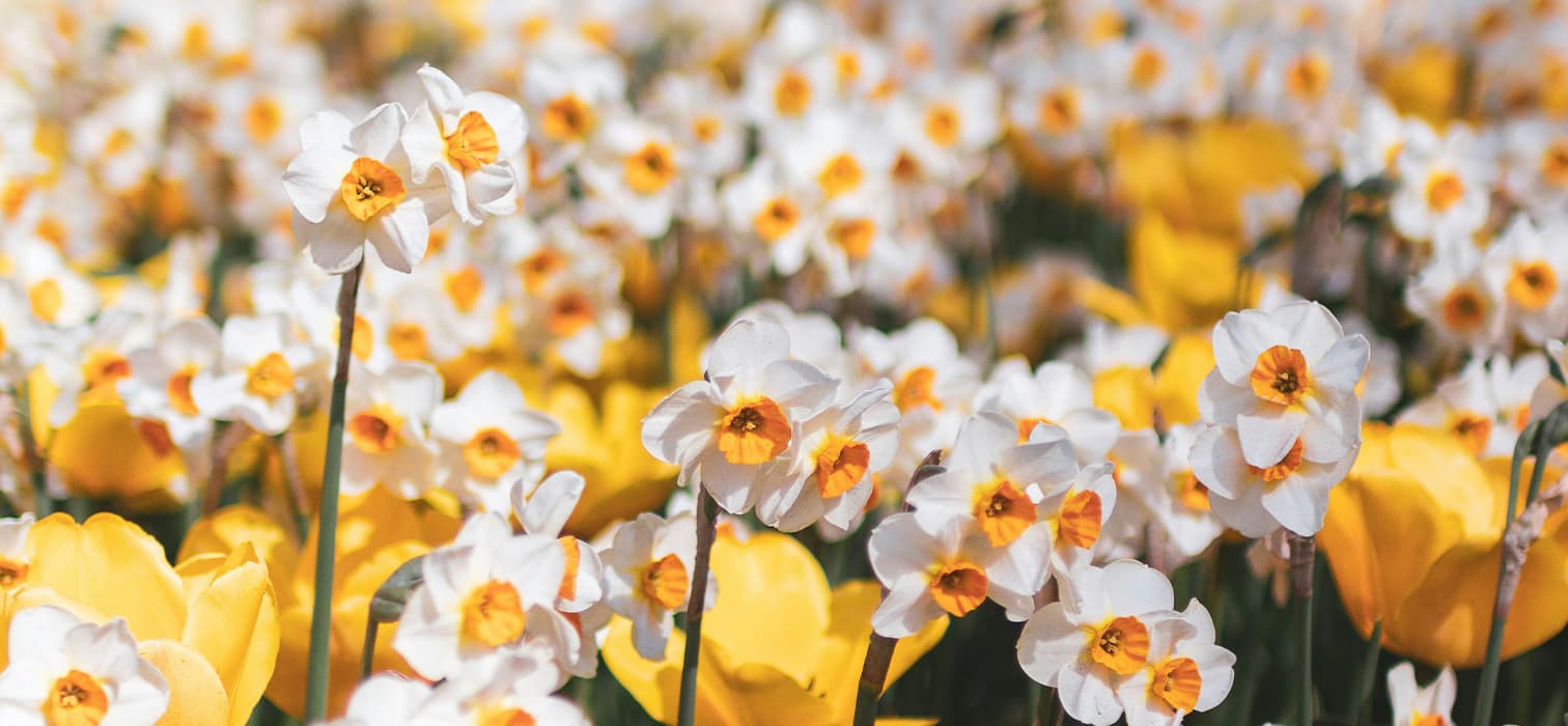 nergis çiçeği hikayesi