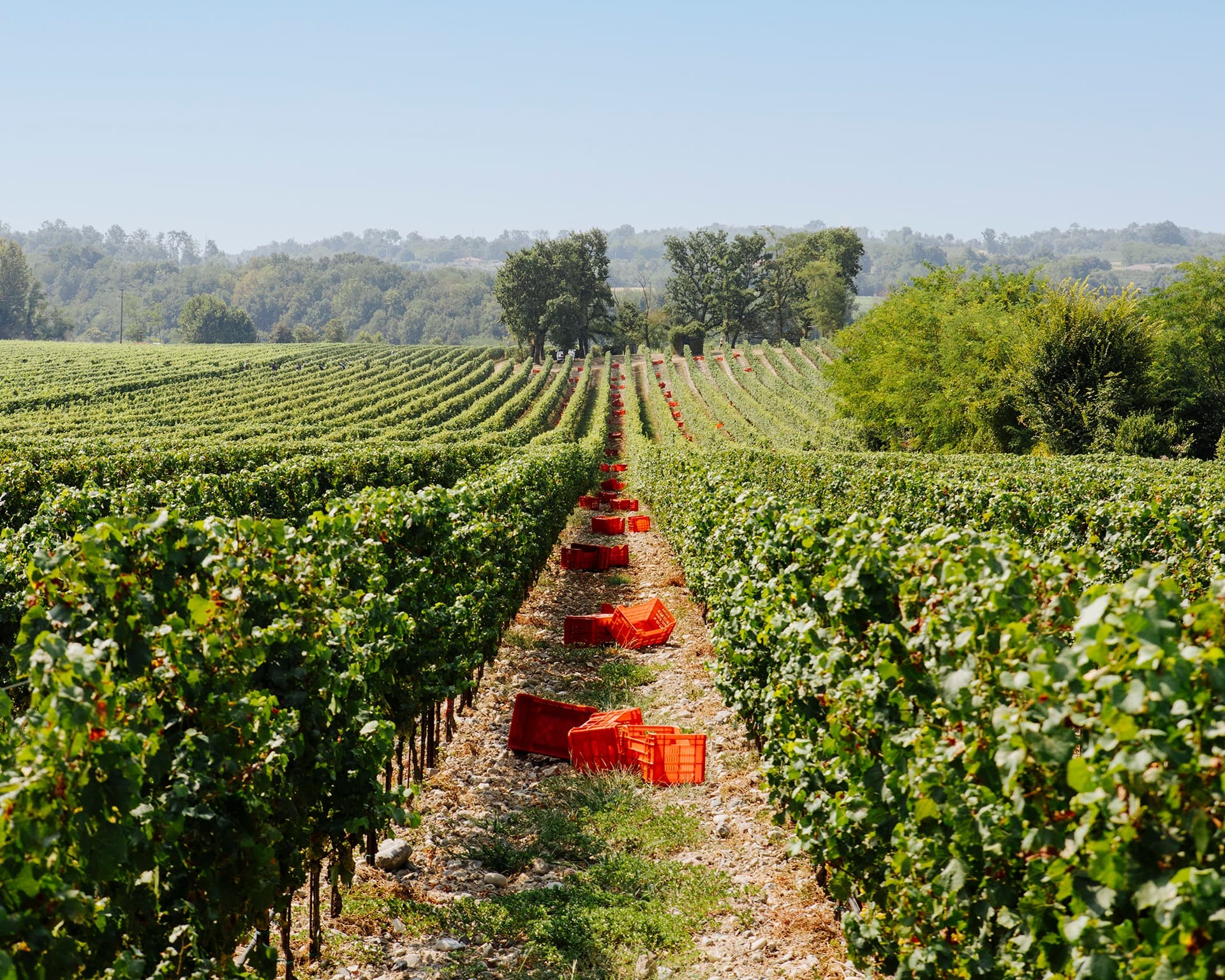 Franciacorta Cadel Bosco 03 1