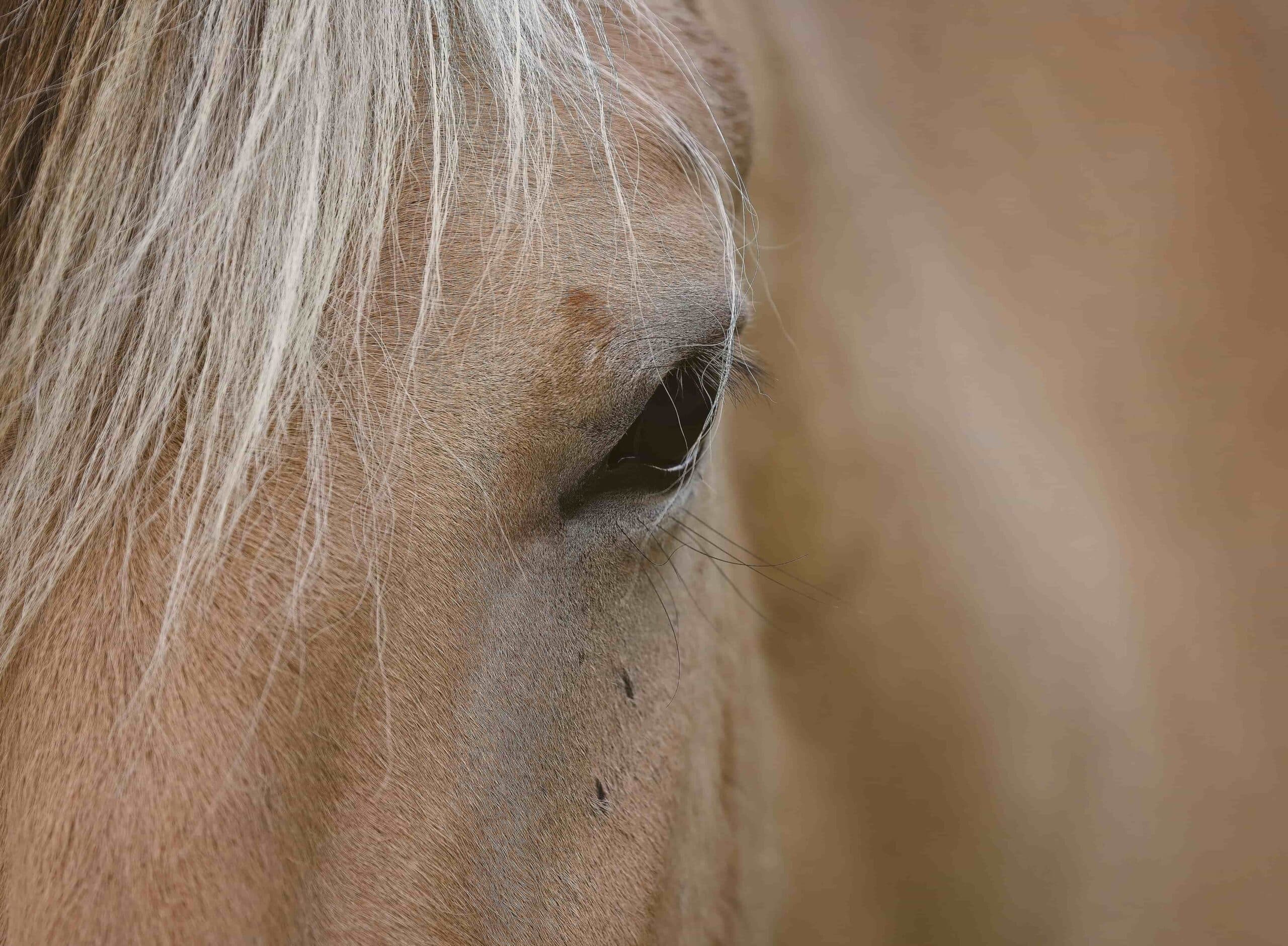 dunyanin en pahali atlari 05