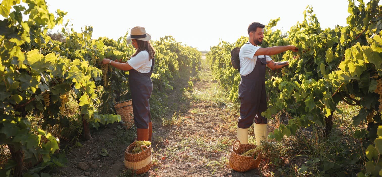 2025 Bağbozumu Panoraması