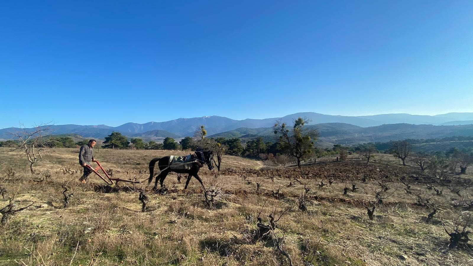 dogal sarap Canavar 4