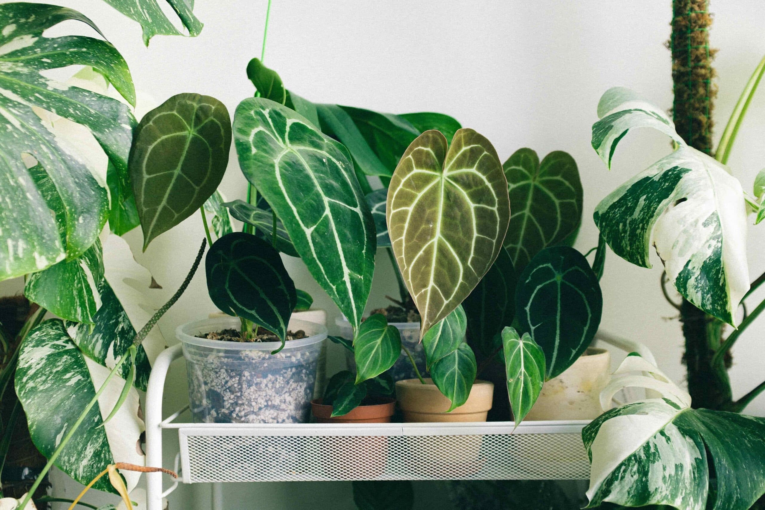 feng shui bitkileri anthurium 1