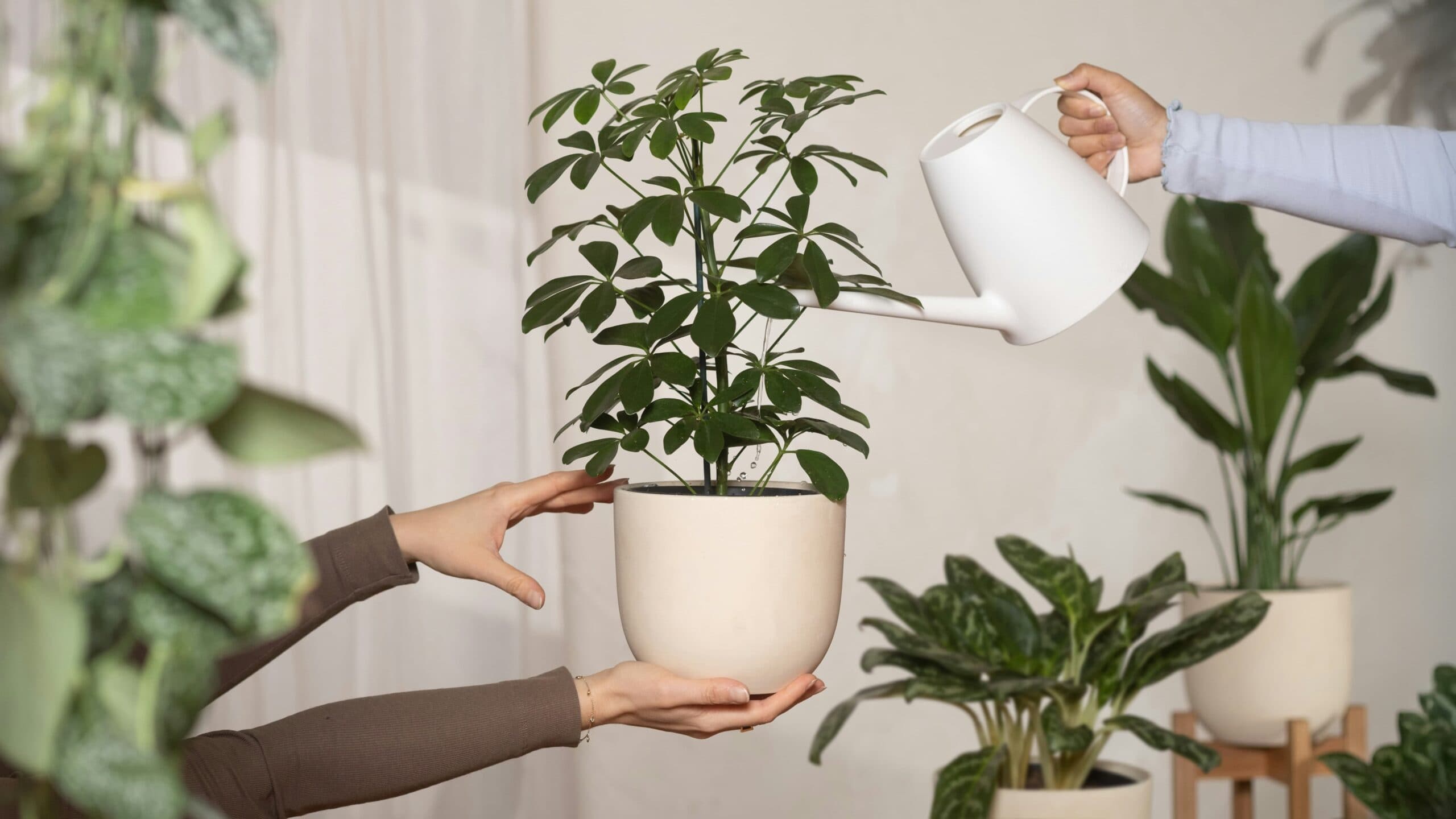 feng shui bitkileri para 1