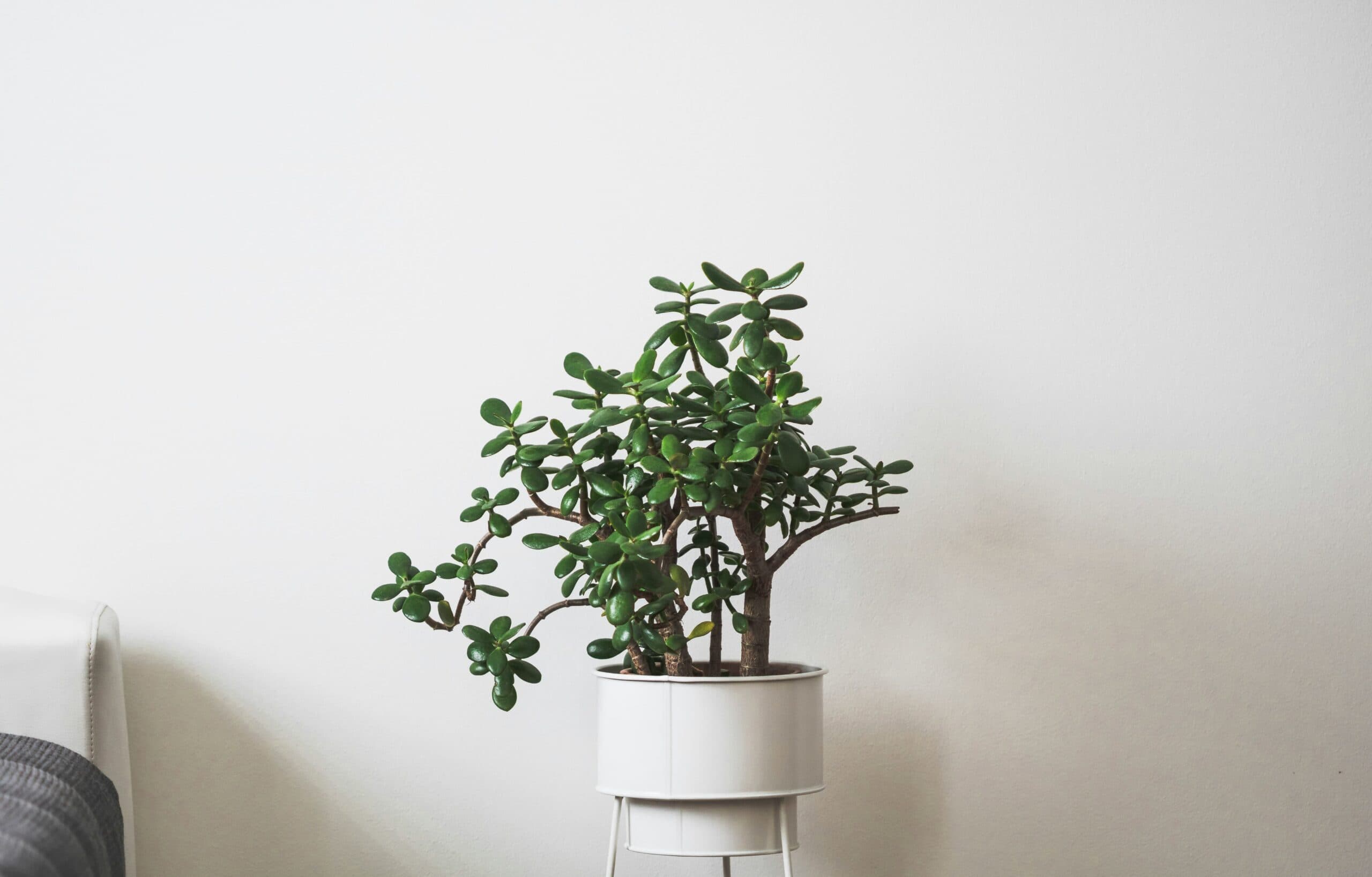 feng shui bitkileri para cicegi 1