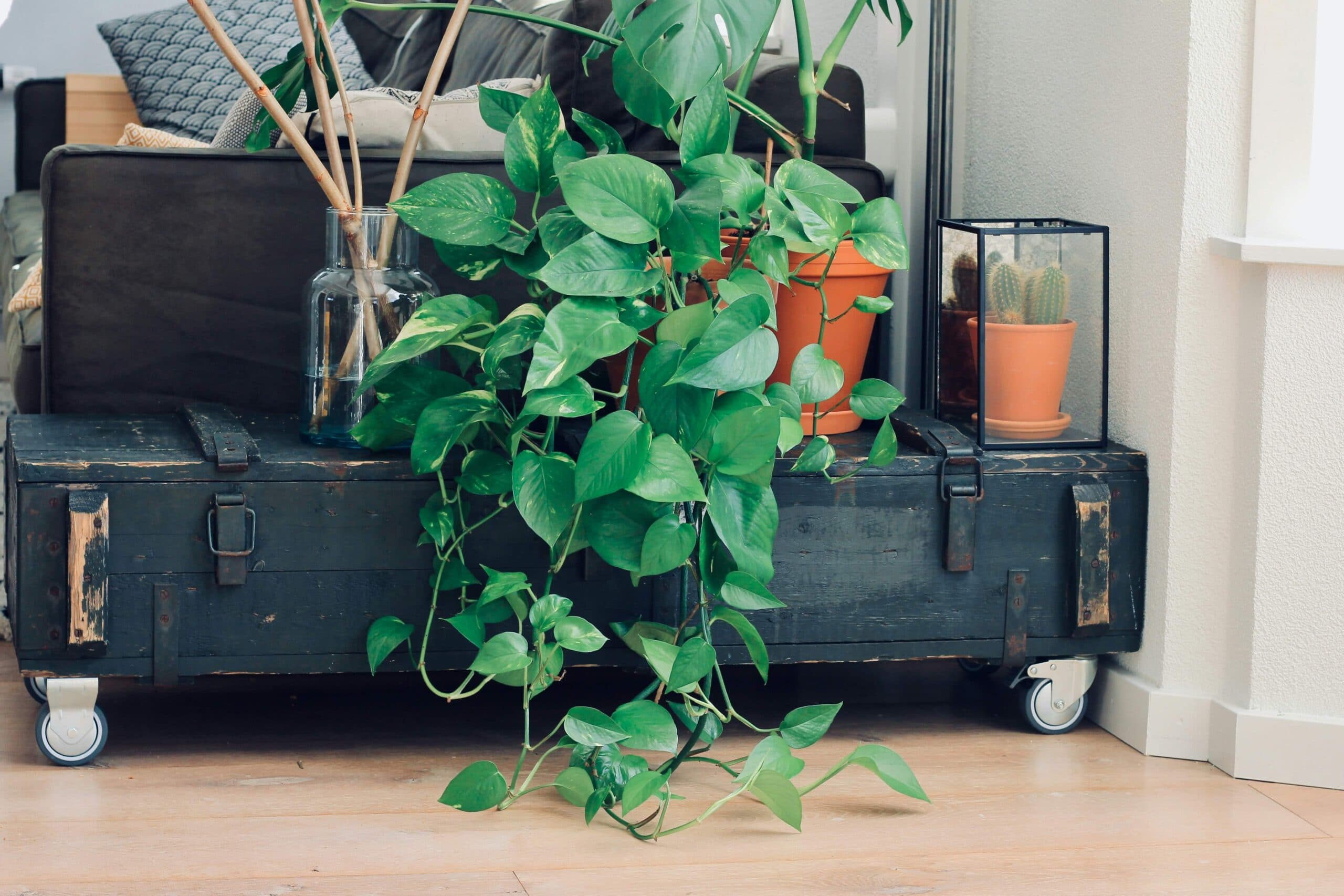 feng shui bitkileri pothos 1
