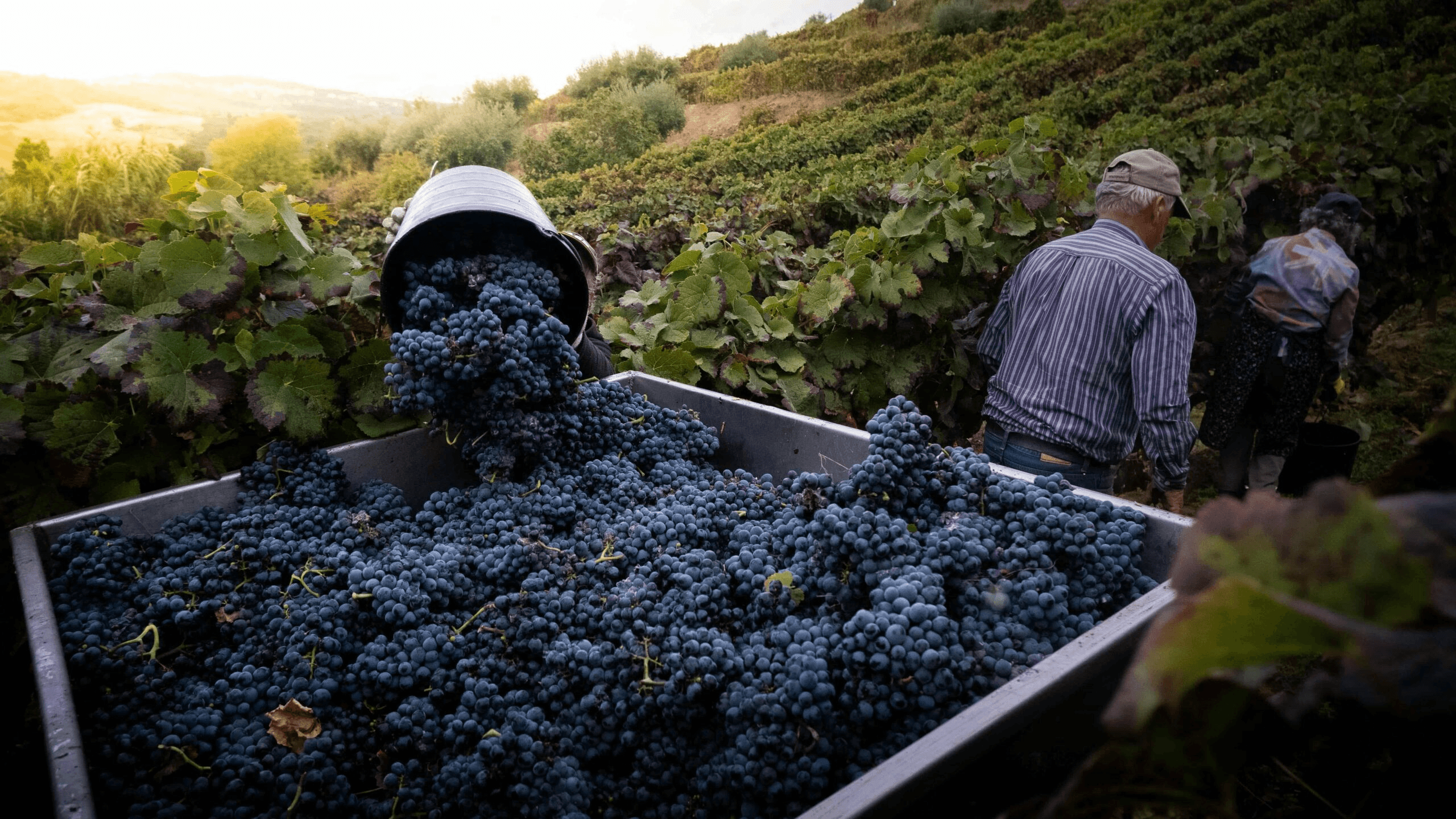 The Rising Natural Wine Movement