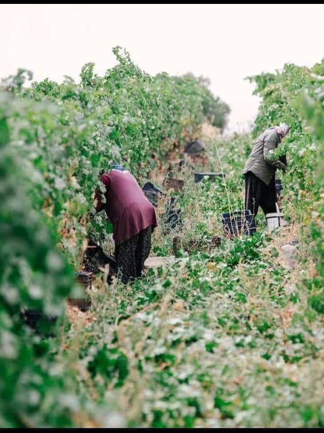 akberg sarapcilik 04 edited