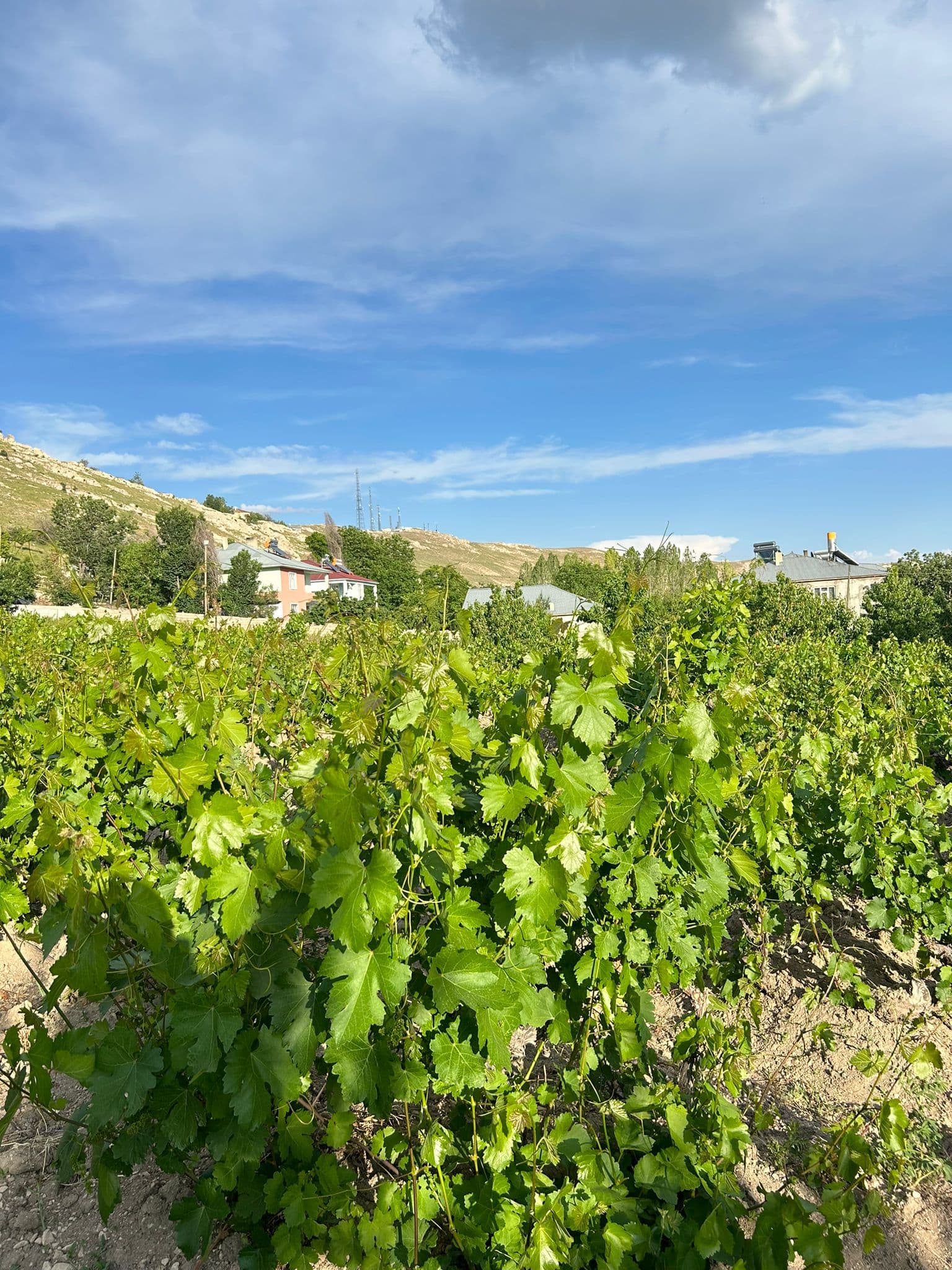 akberg sarapcilik ercis karasi 01