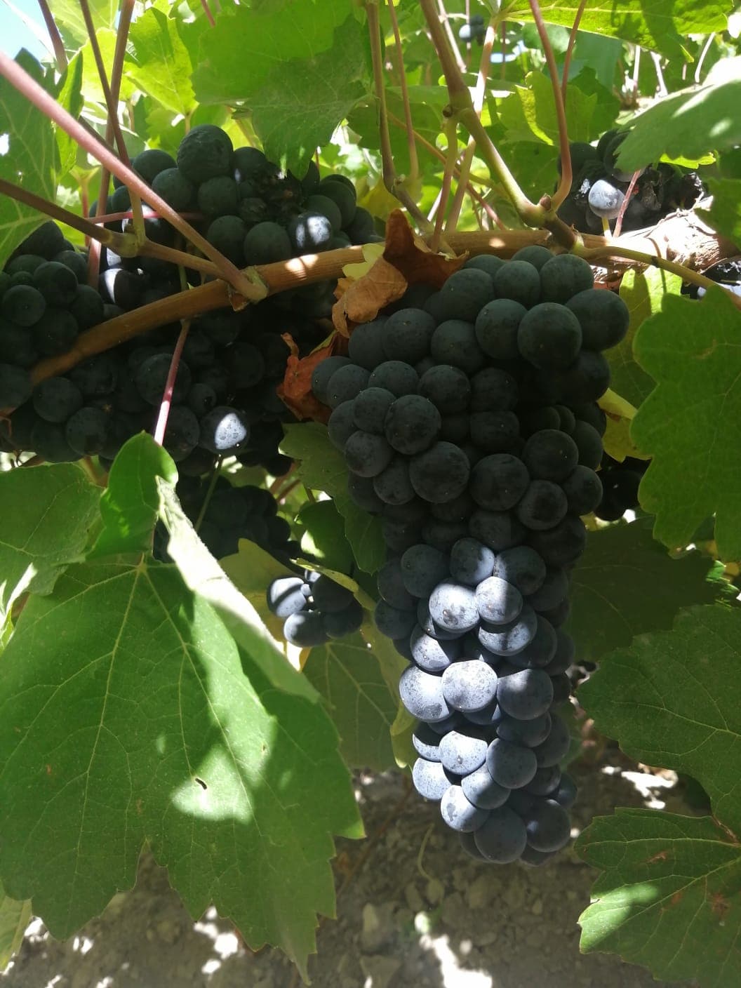 akberg sarapcilik ercis karasi 02