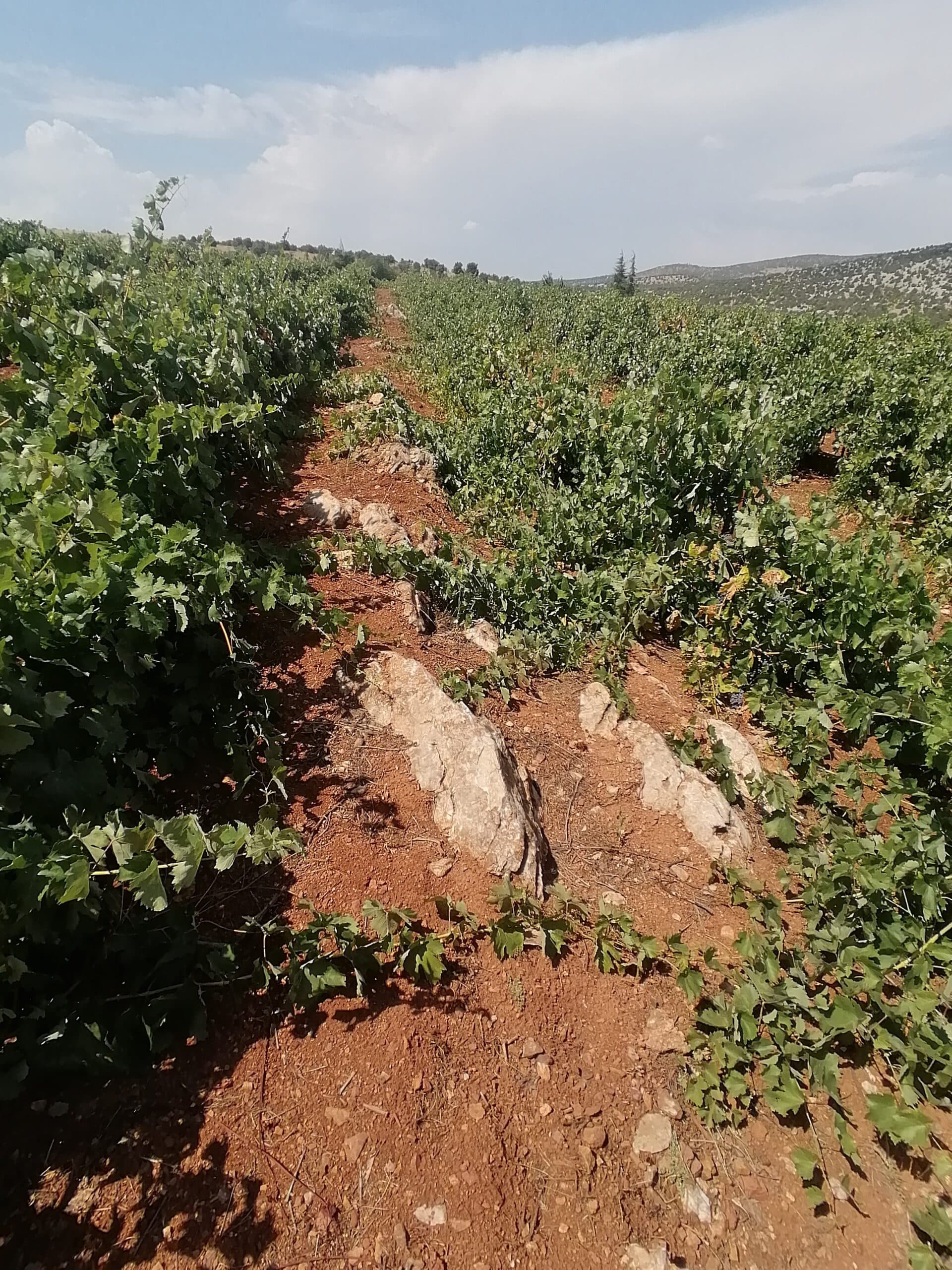 akberg sarapcilik kecimen 03