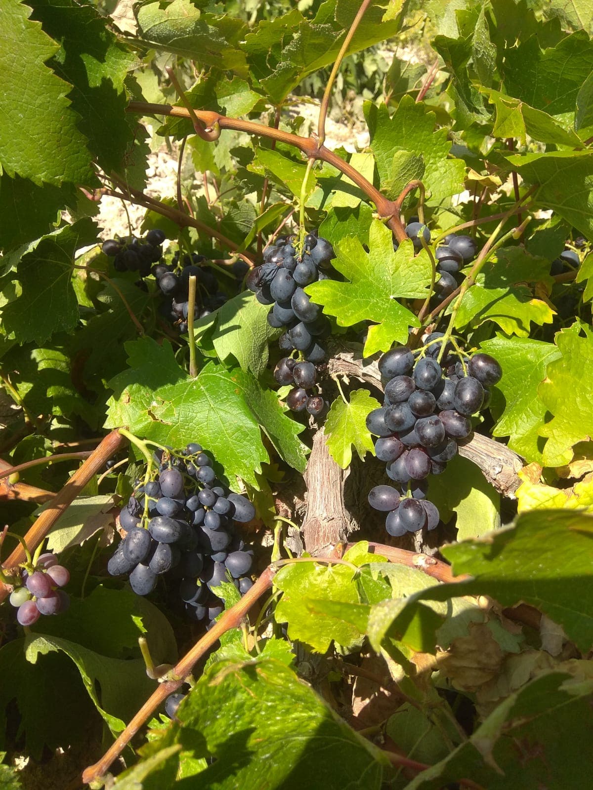 akberg sarapcilik kecimen