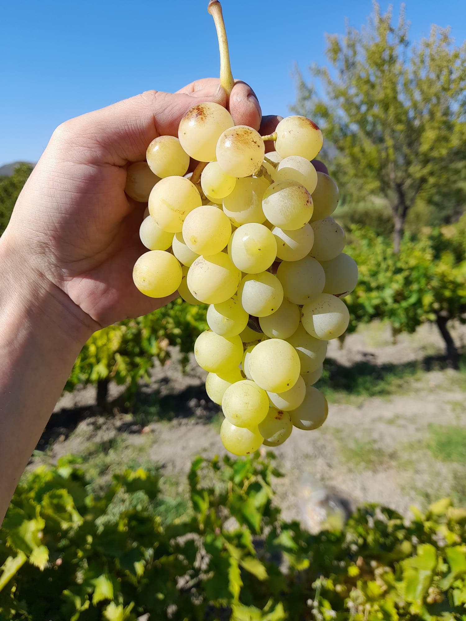 akberg sarapcilik osmanca 01