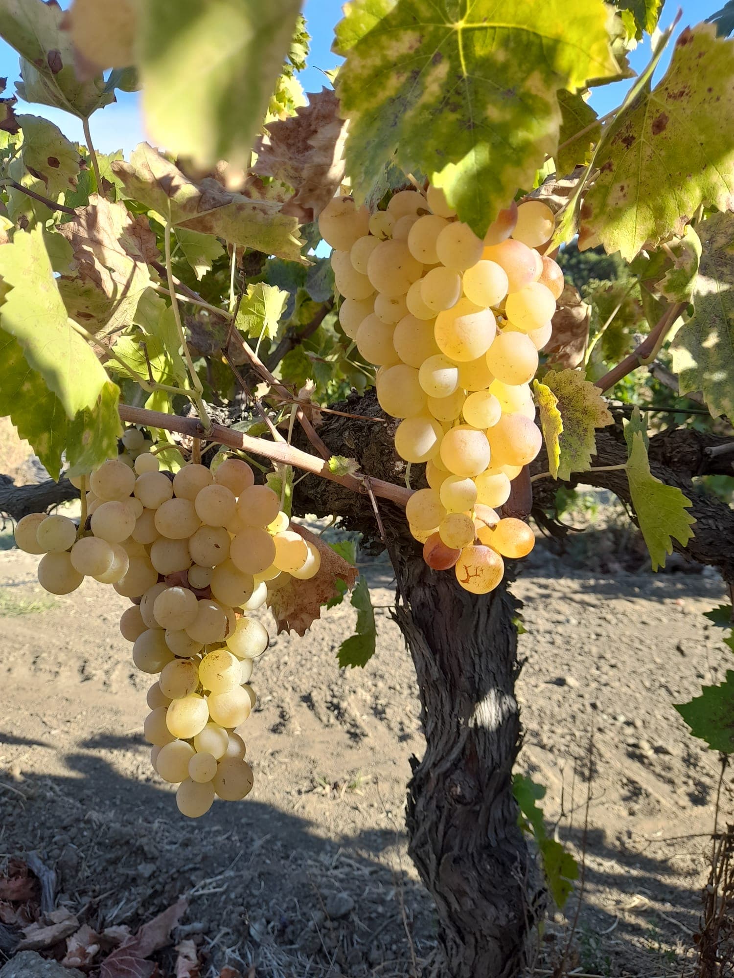 akberg sarapcilik osmanca 02