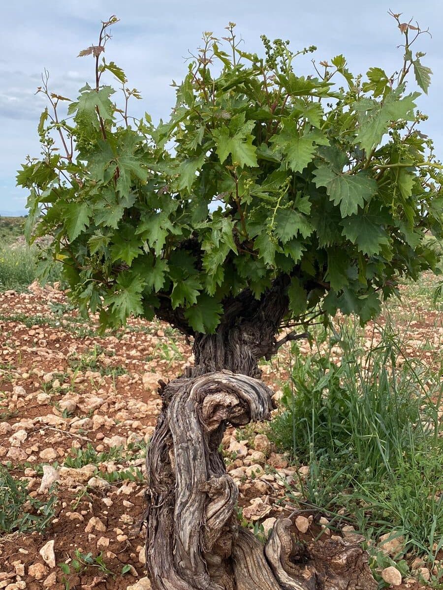 midin sarapcilik 03 edited