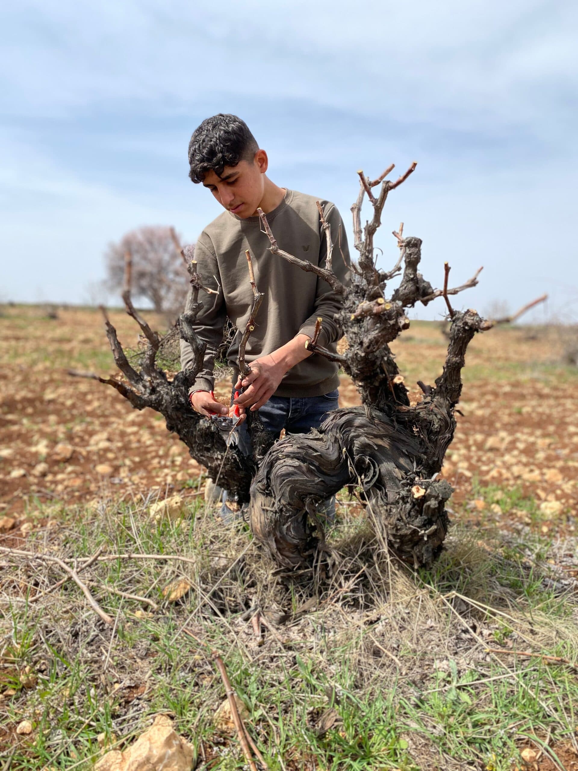 midin sarapcilik Mazrona Vine