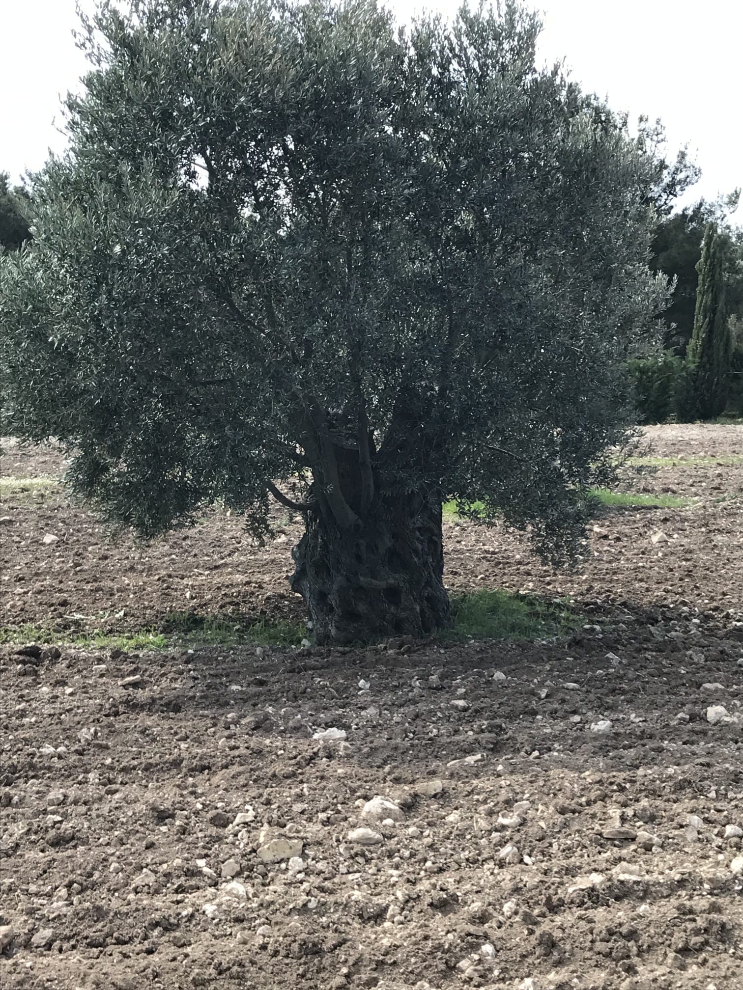 zeytin agaci eski