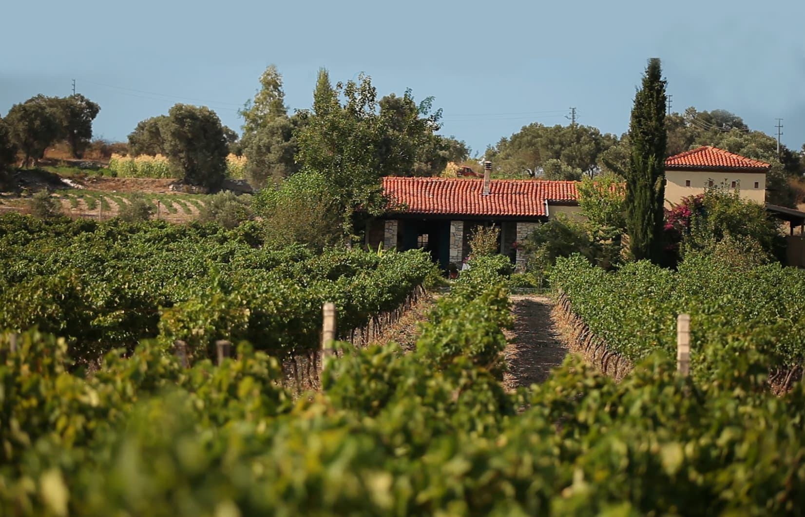 Urlice Vineyards