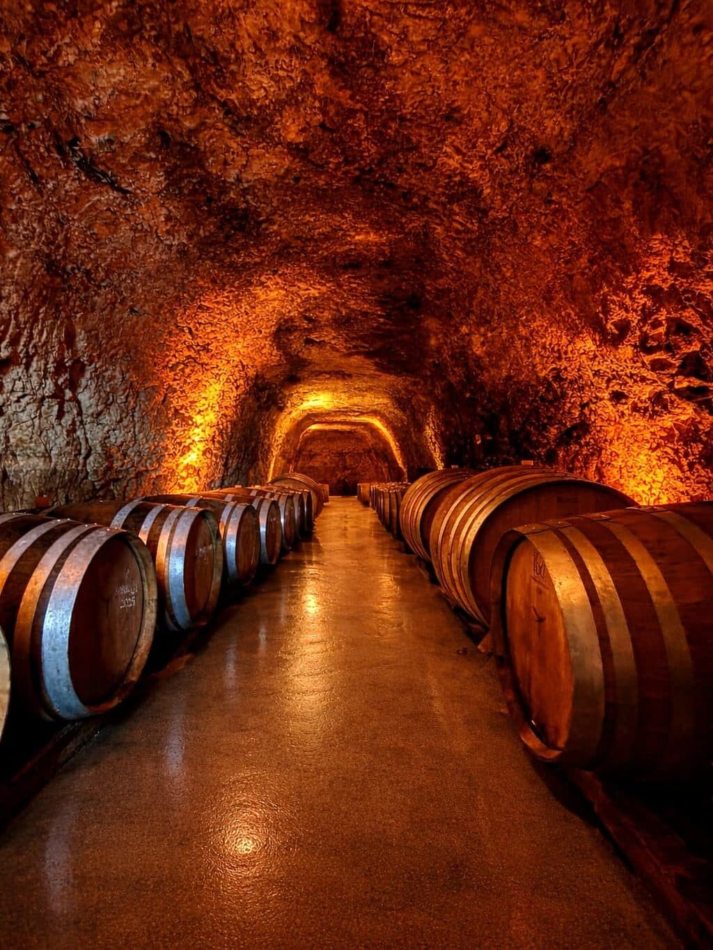 Vinolus