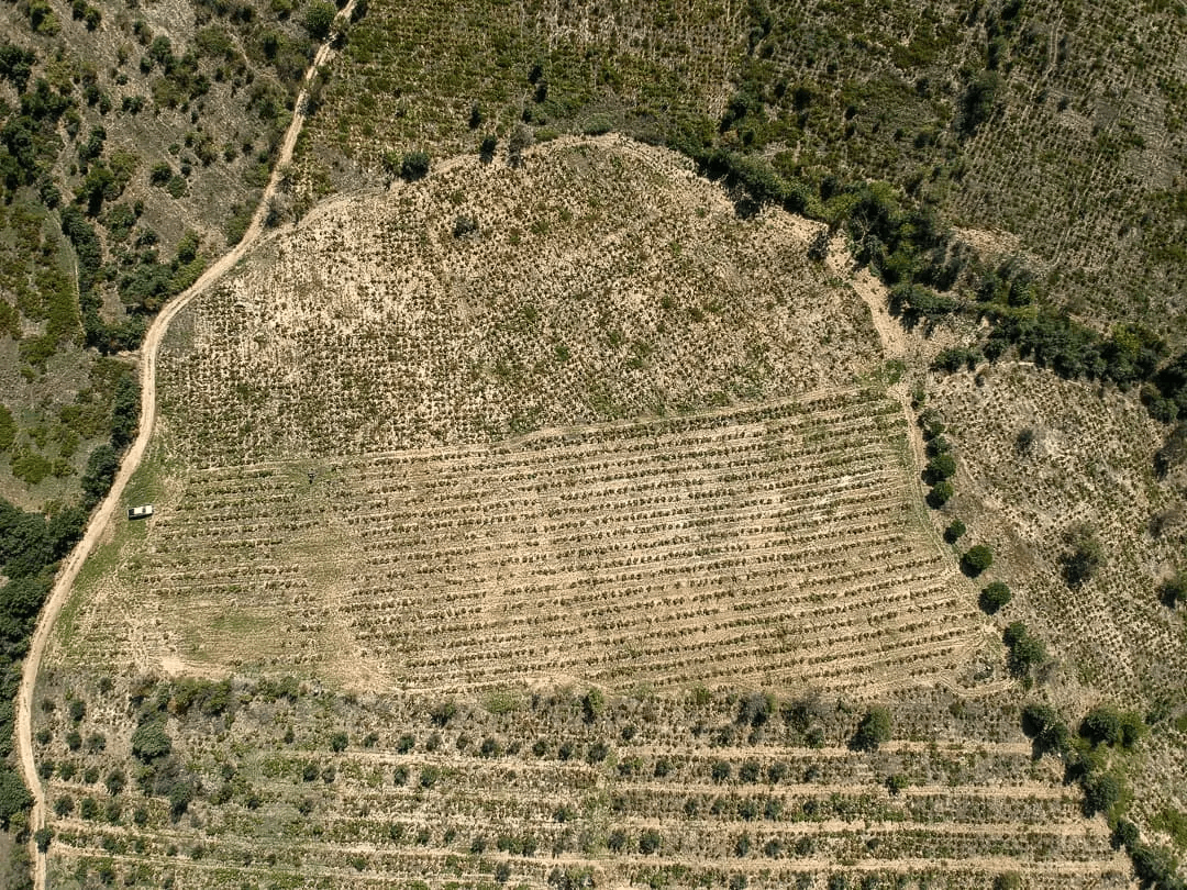 The Living Vineyards of Anatolia with Yaban Kolektif
