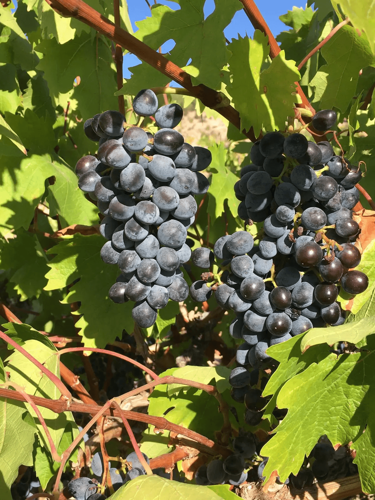The Living Vineyards of Anatolia with Yaban Kolektif