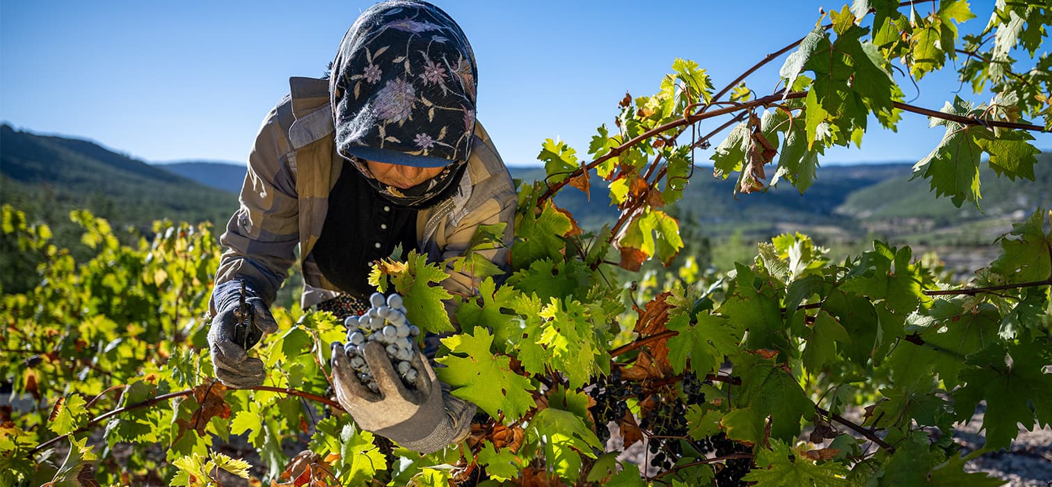 The Living Vineyards of Anatolia with Yaban Kolektif