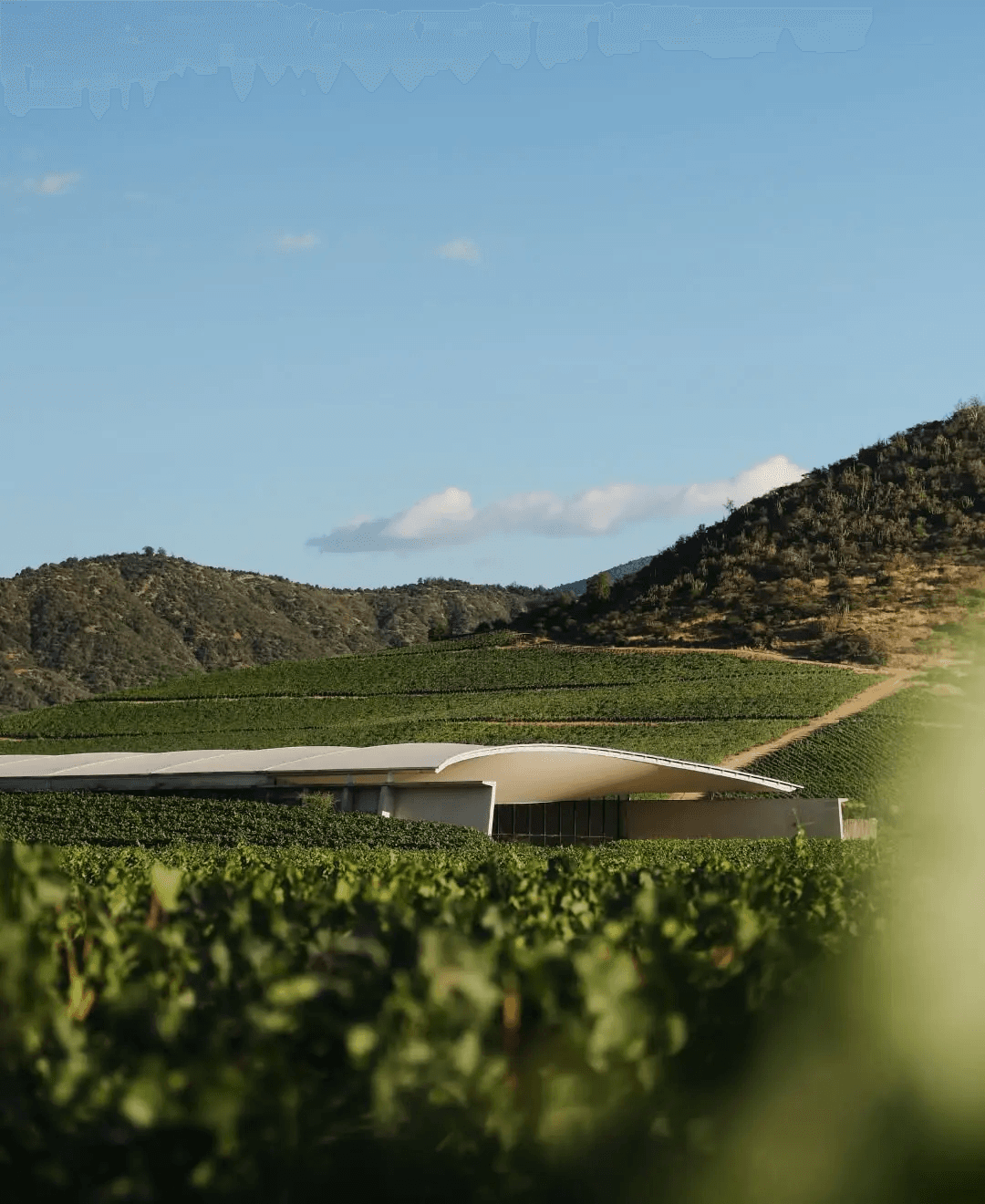 The World’s Most Beautifully Designed Wineries
