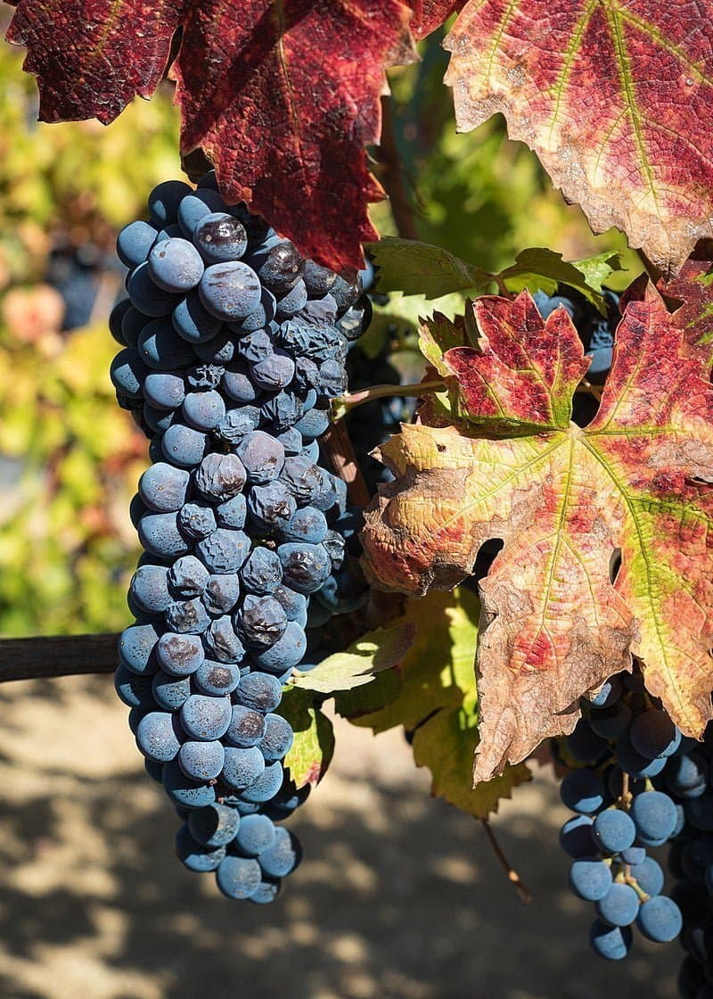 800px Ripe Zinfandel grapes in Dry Creek Valley 8958