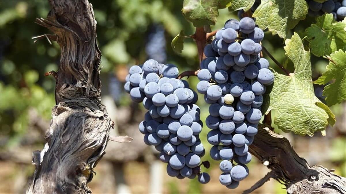 bursatarimsaraplik uzumlerbogazkere uz 8fff6a