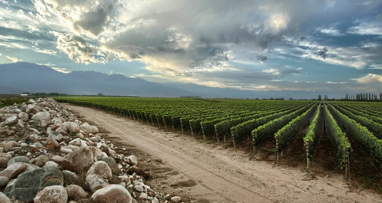 zuccardi4