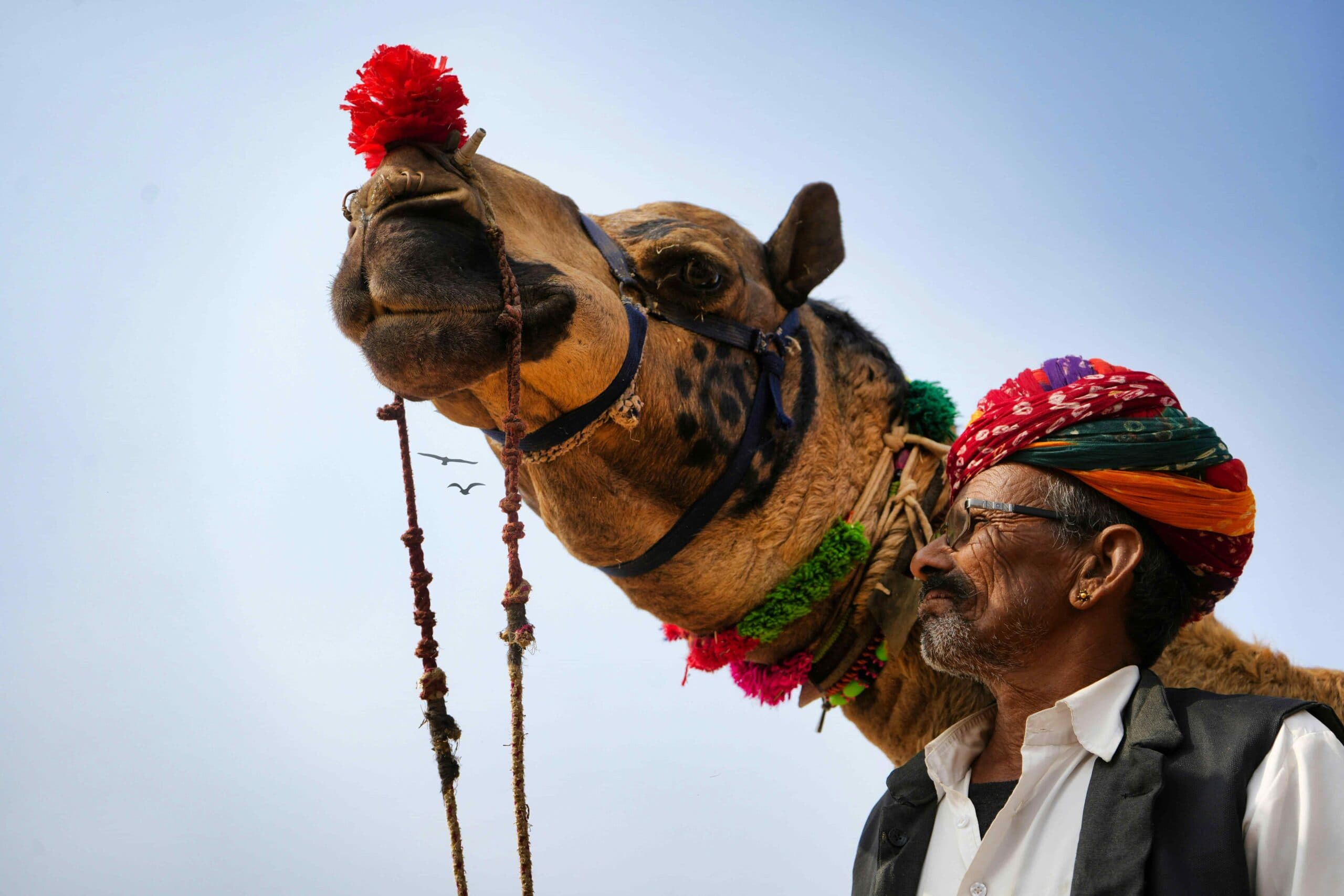 2025 Festivalleri Pushkar Harikrishan Jakhar