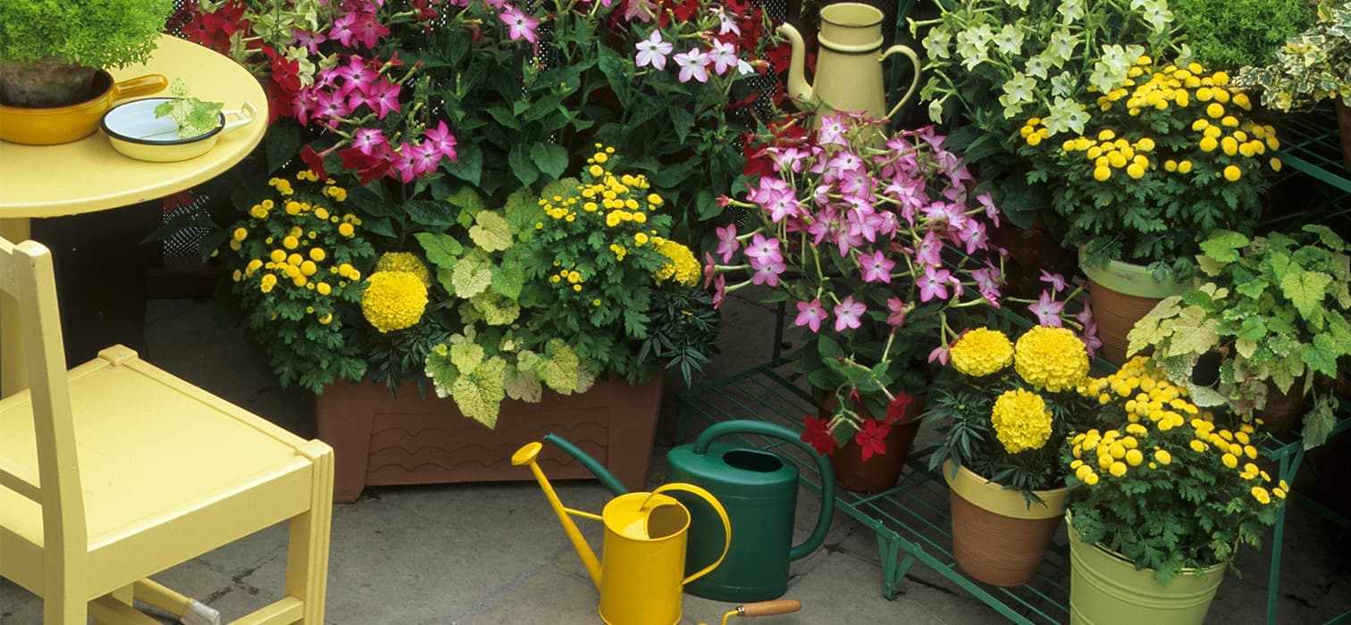 ilkbaharda-en-hizli-buyuyen-8-balkon-cicegi