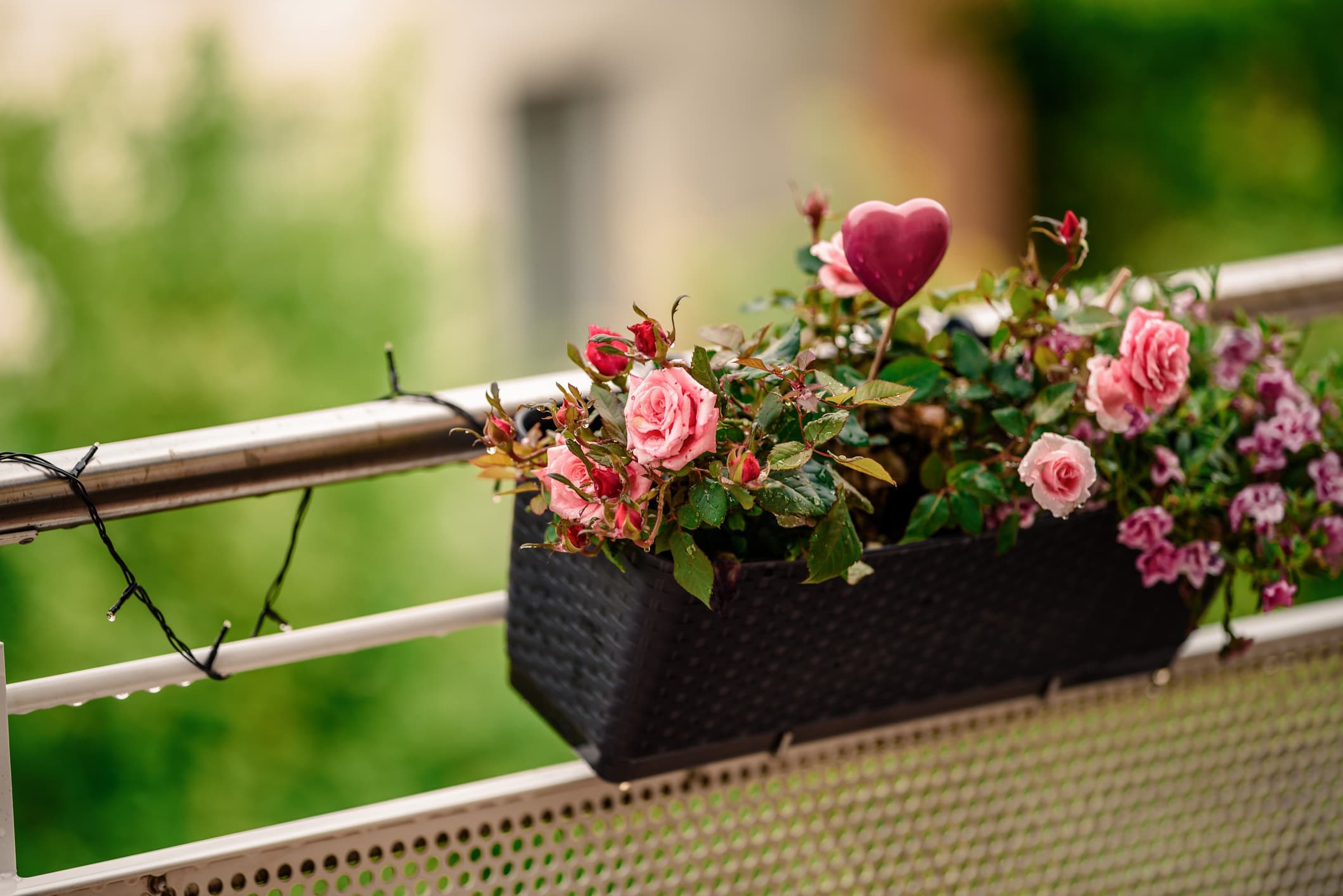 ilkbaharda en hizli buyuyen 8 balkon cicegi gul 1