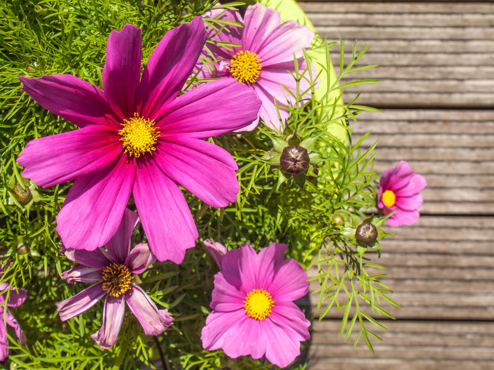 ilkbaharda en hizli buyuyen 8 balkon cicegi kozmos 1