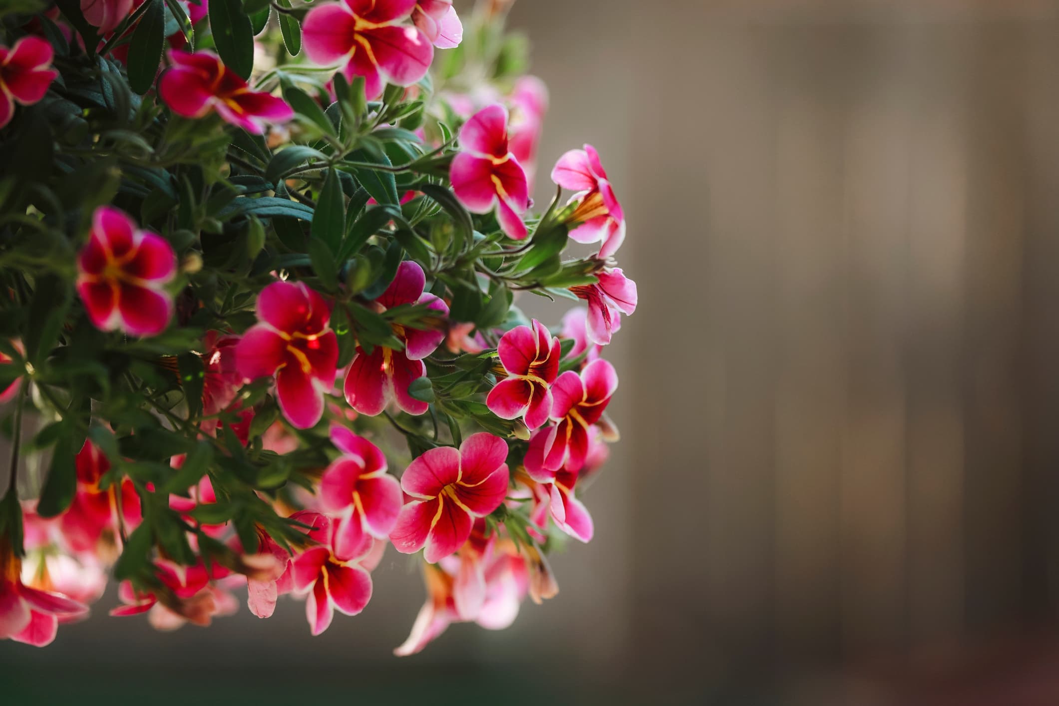 ilkbaharda en hizli buyuyen 8 balkon cicegi petunya 1