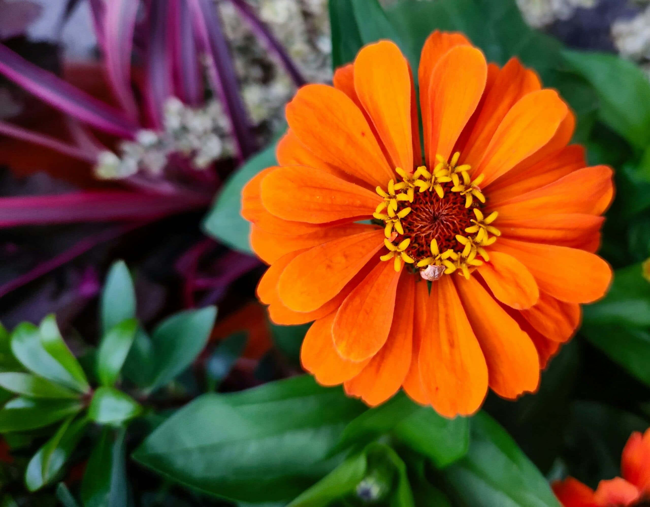 ilkbaharda en hizli buyuyen 8 balkon cicegi zinya 1